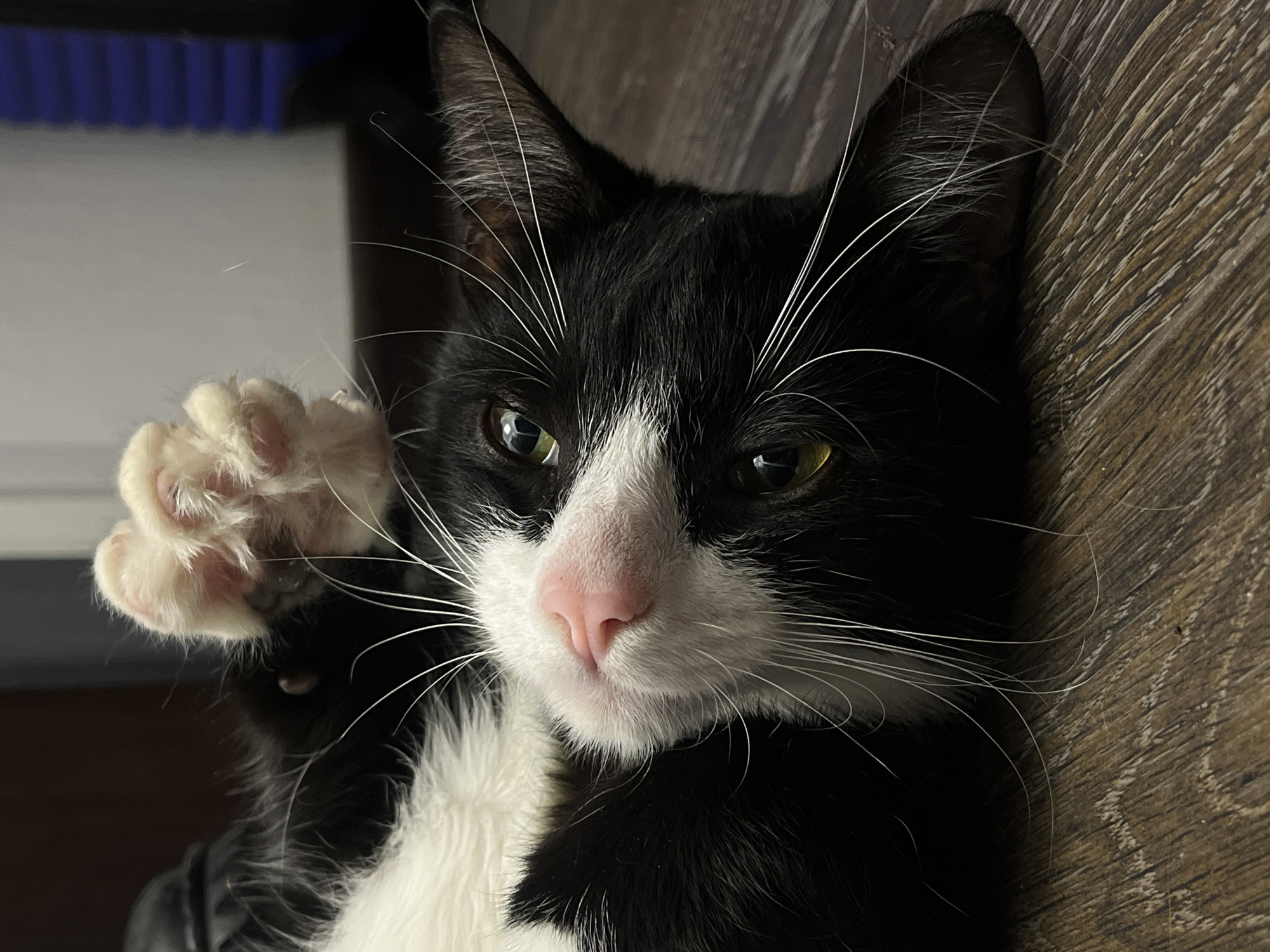 A black and white cat is lying on its back. The cat is looking directly at the camera and has its left paw raised in the air. The cat has green eyes, a pink nose, and long white whiskers. The background is a wooden surface, with a blue and black object partially visible in the upper left corner. The environment suggests an indoor setting. There is no indication of the city of Saint Petersburg, Russia, or any identifiable landmarks or cultural elements.
