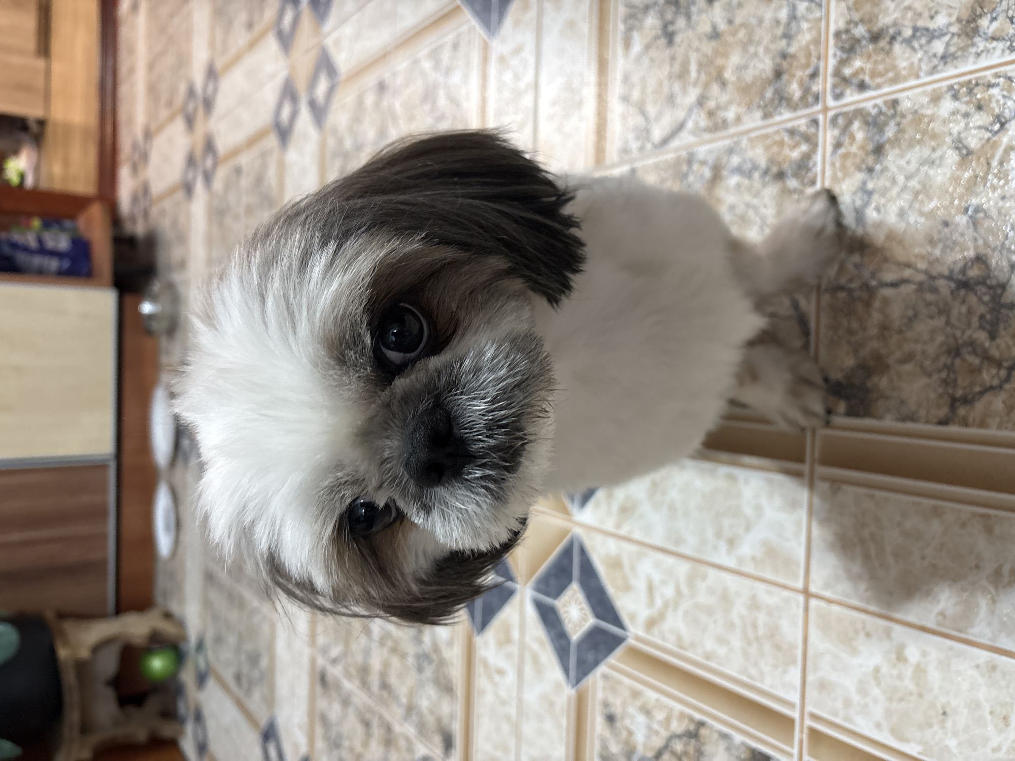A Shih Tzu dog with white and grey fur is sitting on a tiled floor. The dog is looking directly at the camera with dark eyes. Its face is partially obscured by its fur. The floor is made of square tiles with a patterned design. In the background, there is a blurred image of furniture and what appears to be a green ball on the floor. The setting suggests an indoor environment, possibly a home. The image does not contain any information that would allow for its localization in Vitsebsk, Belarus.