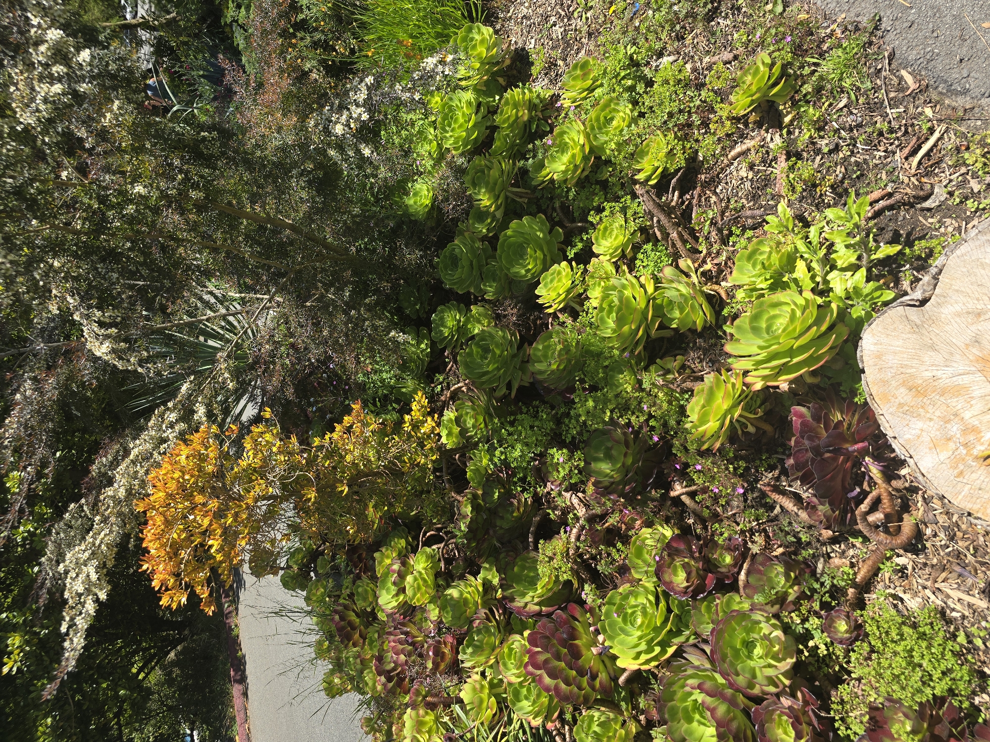 In an outdoor garden setting in Unknown, Unknown, a variety of succulent plants, predominantly green with some showing reddish-purple hues, are densely planted on a slope adjacent to a paved pathway. Amongst the succulents, there are also smaller green plants and some dry, woody debris. In the background, a small tree with bright yellow-orange foliage stands out against a backdrop of darker green foliage and some small white flowers. A portion of a tree stump is visible in the lower foreground. The scene is illuminated by natural sunlight, casting shadows. There are no people visible in the image.