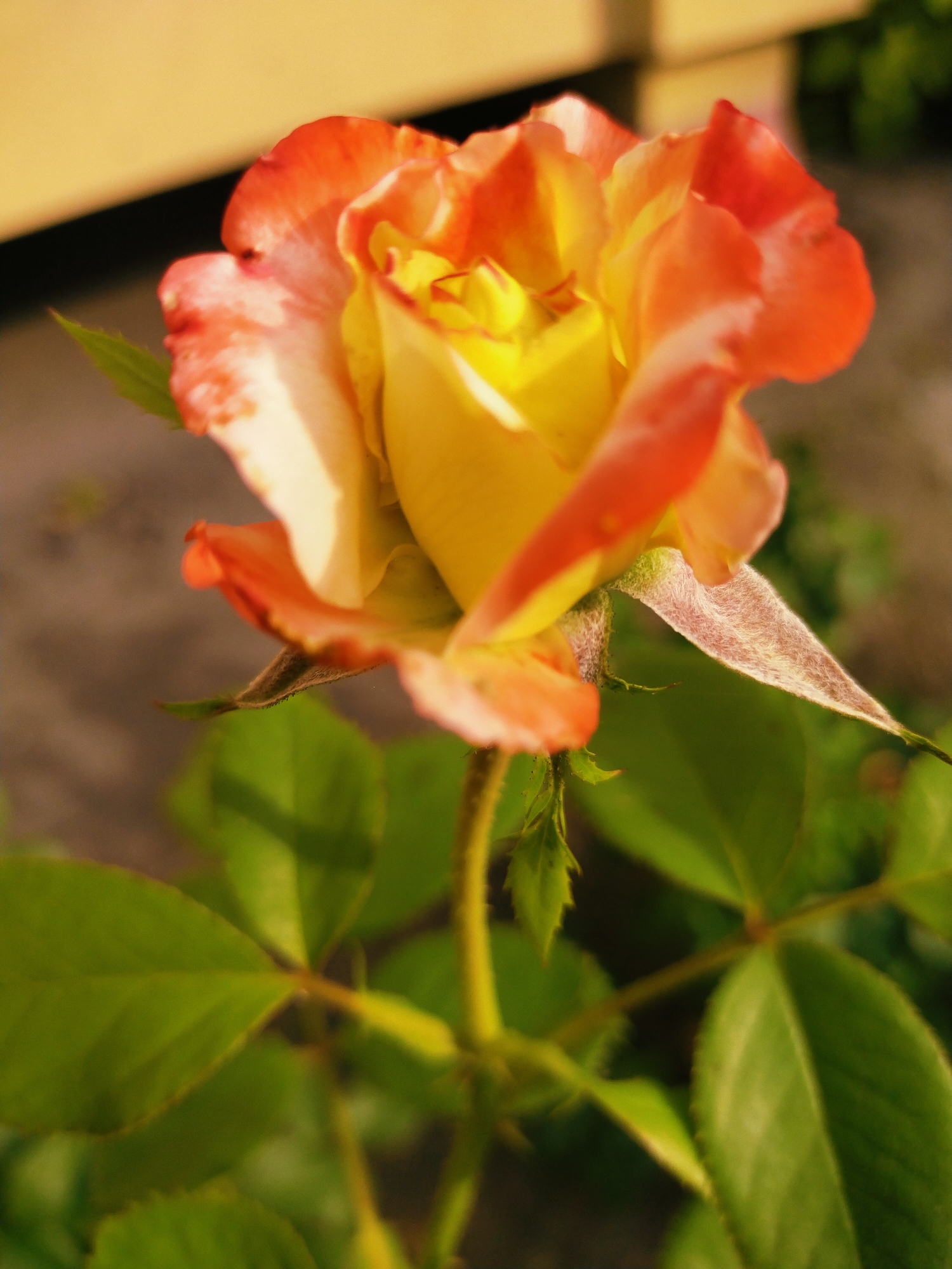 A close-up, eye-level shot features a single rose in bloom. The rose displays petals transitioning from a vibrant yellow at its center to a gradient of orange and white at its outer edges. The flower is positioned on the left side of the frame, with its stem and several green leaves extending downwards and to the right. The background is softly blurred, showing hints of a light-colored surface above and a textured, darker area below, possibly suggesting an outdoor setting with vegetation and a fence or wall. There are no people visible in the image. The image was taken in the city of Horishni Plavni, Ukraine.