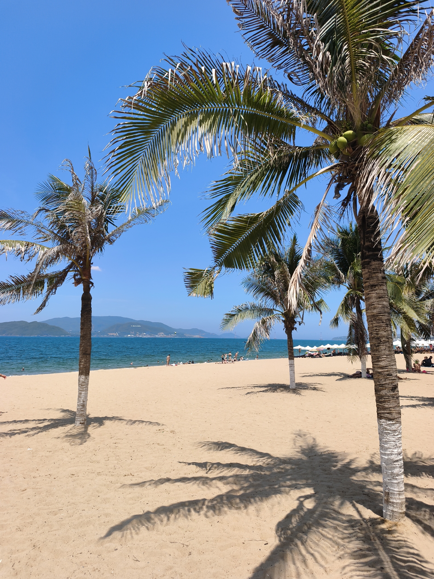 The image depicts a tropical beach scene under a clear blue sky in Nha Trang, Vietnam. In the foreground, a sandy beach stretches out, with shadows of palm trees cast upon it. Several palm trees are visible, with their fronds reaching towards the sky. Some of the palm trees have green coconuts. The sea is a vibrant blue, with gentle waves lapping the shore. In the distance, there are hills and mountains. A few people are scattered on the beach, some swimming or wading in the water, while others are relaxing on lounge chairs under umbrellas. The overall atmosphere is serene and picturesque, characteristic of a popular beach destination.