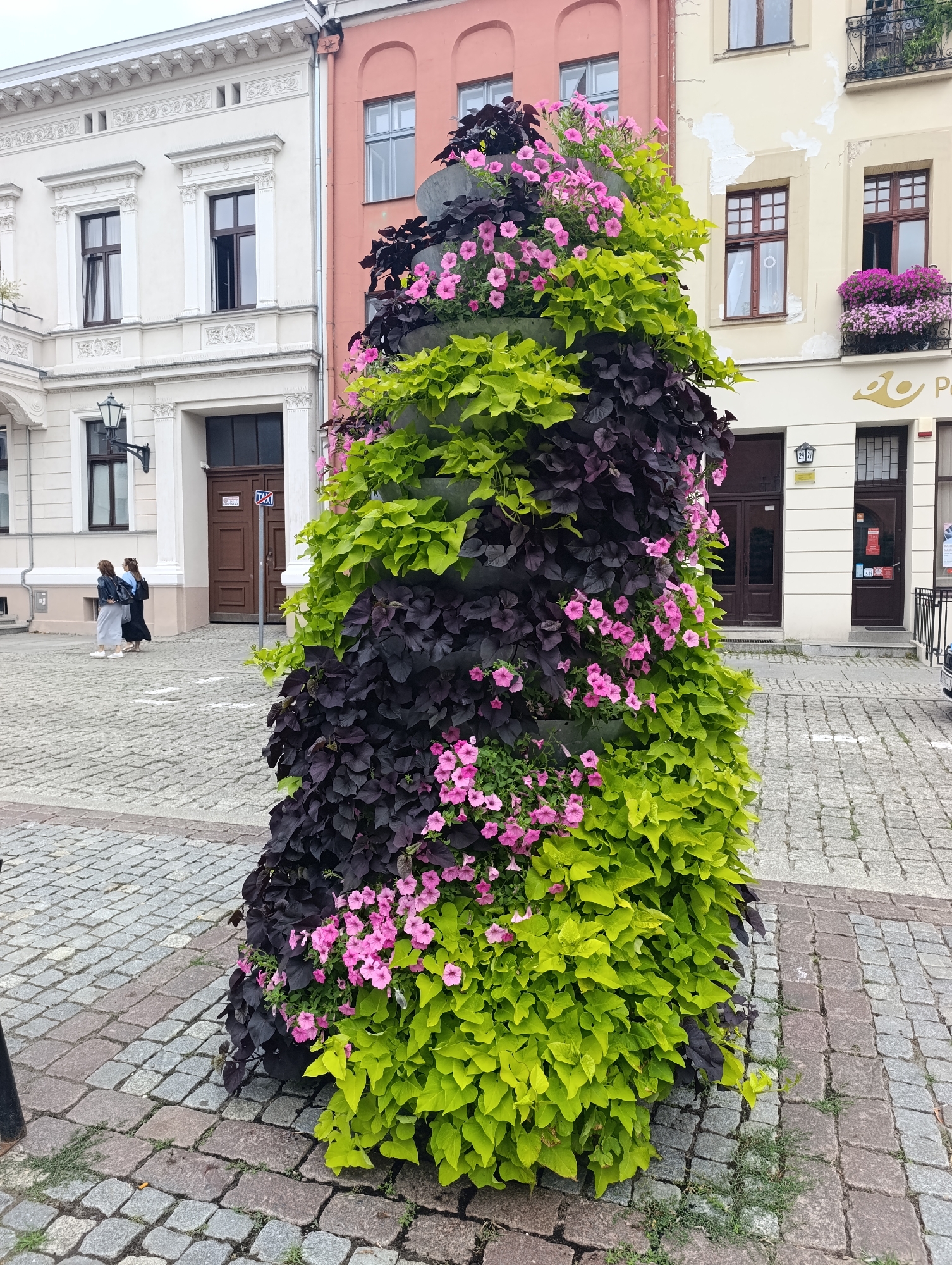 The image shows a large, conical planter filled with a cascade of dark purple and bright lime green foliage, interspersed with clusters of small pink flowers. The planter is situated on a cobblestone plaza. In the background, there are buildings with a classical architectural style. One building on the left is cream-colored with ornate white trim around the windows and doors. Adjacent to it, a building is painted a pale coral pink. Further to the right, a building is painted a pale yellow with chipping stucco. Windows with dark brown frames are visible on all the buildings. On the left side of the plaza, two women are walking away from the camera, one wearing a light gray skirt and dark top, the other a dark dress and carrying a blue bag. A street lamp is attached to the cream-colored building. A sign with the word "TAXI" in blue is visible on the door of the cream building. The ground is paved with small, irregularly shaped cobblestones in shades of gray and brown, with some patches of grass growing between them. The overall scene suggests a public square in a European city. This scene is located in Toruń, Poland, specifically in the area of Rynek Staromiejski (Old Town Market Square).