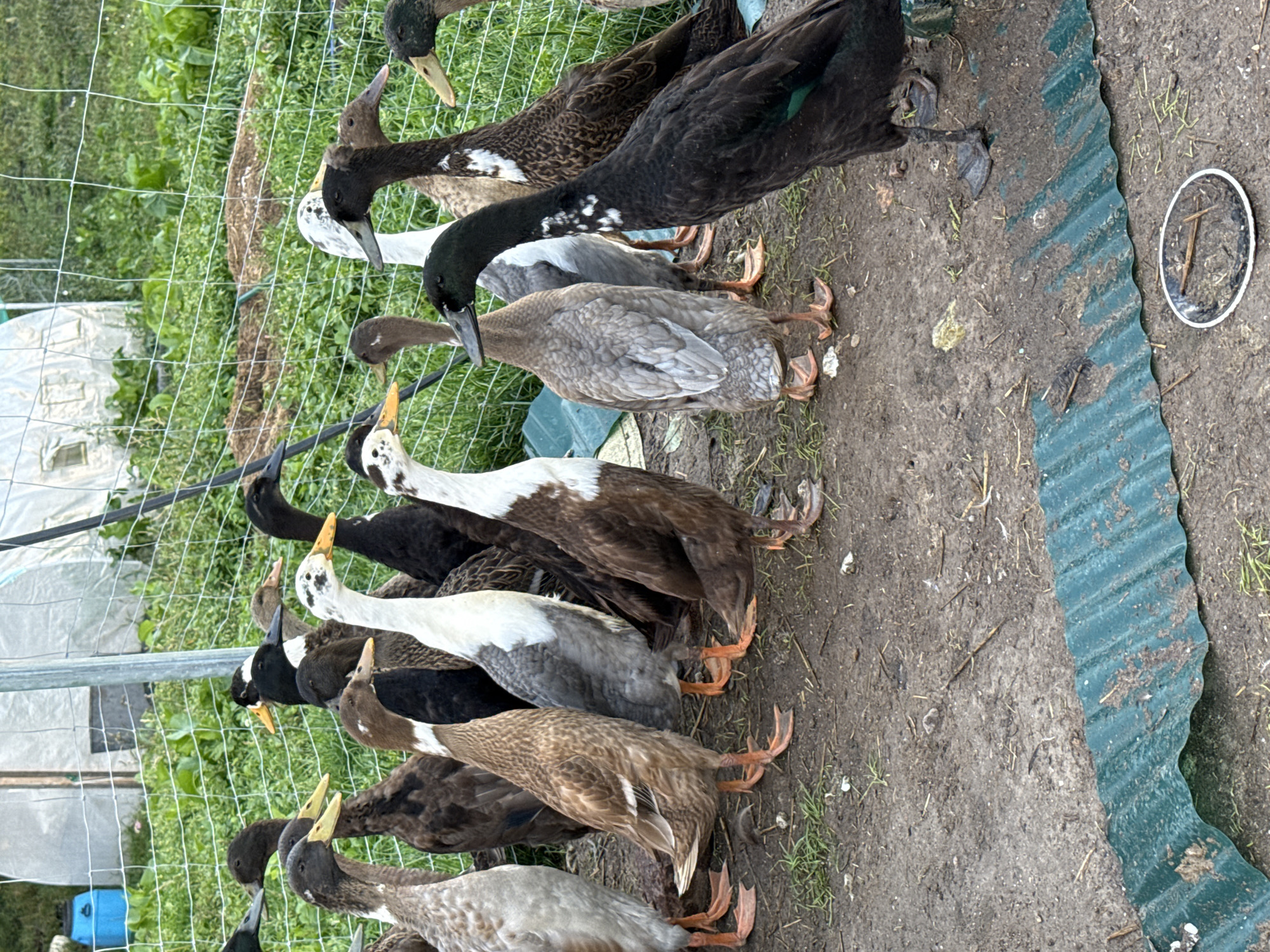 In the city of Galinė, Lithuania, a flock of ducks stands on a muddy ground. The ducks are of various breeds and colors, including black, brown, white, and grey. Some ducks have white markings on their chests or heads. They are gathered behind a wire fence, with a greenhouse or shed visible in the background. A green corrugated metal sheet lies on the ground in the foreground, and a shallow dish containing water and twigs is to the right of the sheet. The ducks appear to be alert and looking in various directions. The overall environment suggests an outdoor farm or enclosure.