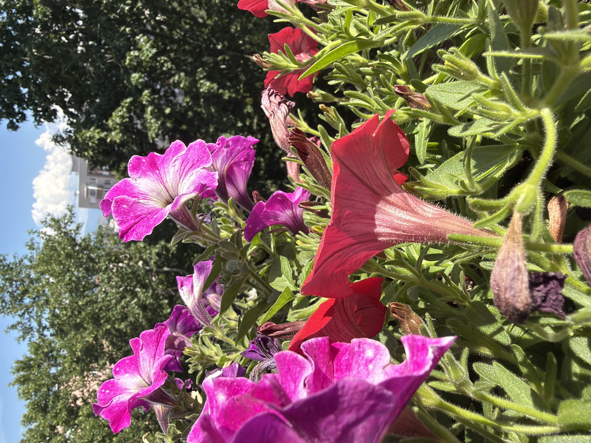 The image displays a close-up view of a planter box filled with petunias in bloom. The flowers are predominantly in shades of vibrant pink and red, with some purple flowers also visible. The plants are lush and green, with fuzzy stems and leaves. In the background, blurred green trees, a building, and a bright blue sky with white clouds can be seen, suggesting an outdoor setting in a city. The lighting indicates it is daytime, likely late morning or afternoon, with strong sunlight casting shadows. There are no people or animals visible in the frame. The scene appears to be a balcony or windowsill garden in Pazardzhik, Bulgaria, given the context of the request.