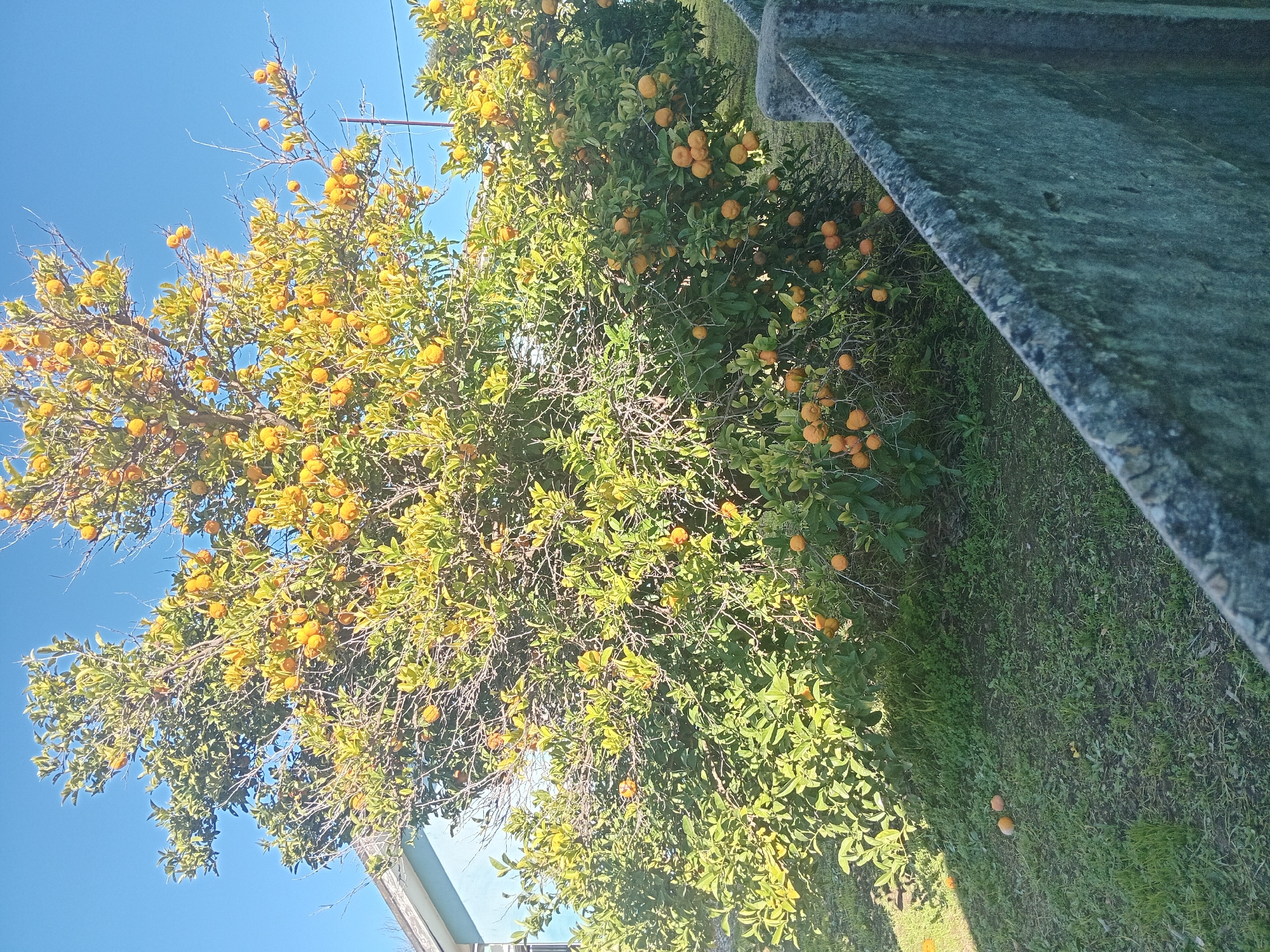 An outdoor scene shows a mature citrus tree laden with ripe orange fruits, positioned on a grassy area. The tree is dense with green foliage and branches, with numerous bright orange fruits visible throughout. Some fruits have fallen to the ground. To the left of the tree, a portion of a light blue building is visible. In the foreground, a textured, grey concrete wall runs diagonally across the frame, partially obscuring the lower part of the tree and the ground. The sky above is a clear, bright blue. The scene suggests a residential or agricultural setting within the Western Cape province of South Africa, possibly in the town of Ceres or one of the surrounding agricultural communities within the Witzenberg Local Municipality, known for its fruit production. There are no people or animals present in the image.