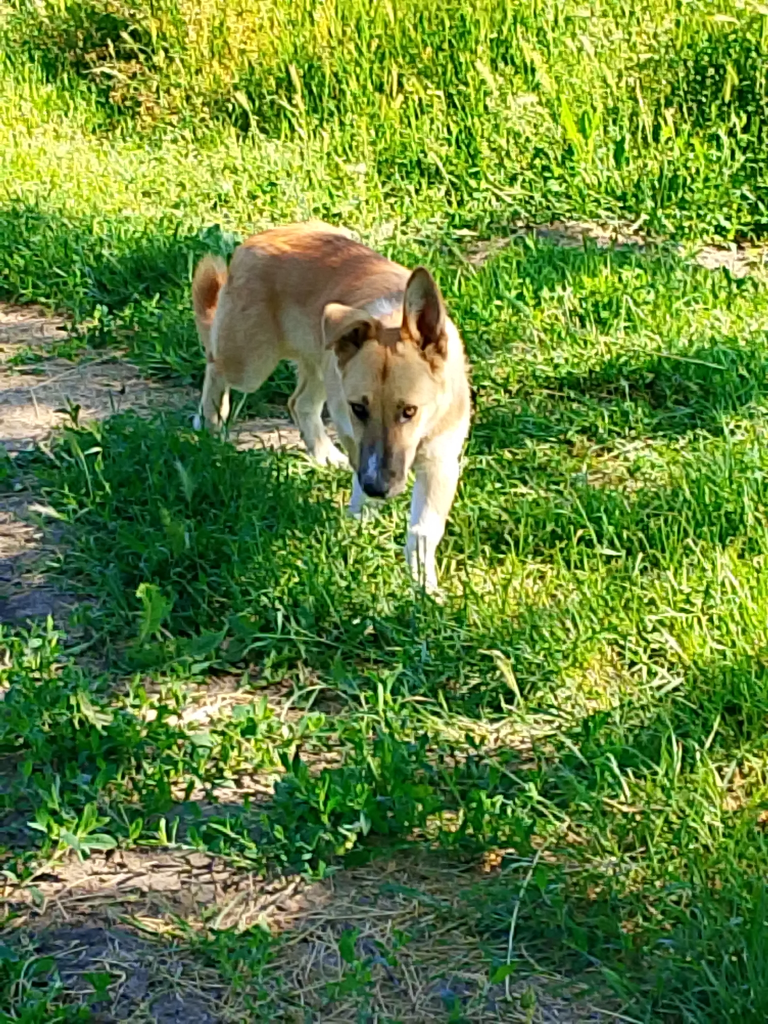 A light-colored dog is depicted outdoors in a sunlit, grassy area. The dog, appearing to be a medium-sized mixed breed, has light brown or tan fur with some cream or white markings, including a white blaze on its snout. It is walking forward, directly facing the viewer, with an alert and curious expression. One ear is perked upright while the other is slightly folded back. The dog's tail is visible, curving slightly upwards.
The setting is predominantly green grass, which appears lush and vibrant, indicating a healthy growing season. A narrow, lighter dirt path or clearing runs beneath the dog and extends into the foreground, with grass growing on either side and in patches on the path itself. Bright sunlight illuminates the scene, casting distinct shadows, suggesting it is daytime, possibly morning or late afternoon. The overall impression is one of a bright, natural outdoor environment. There is no visible text in the image.