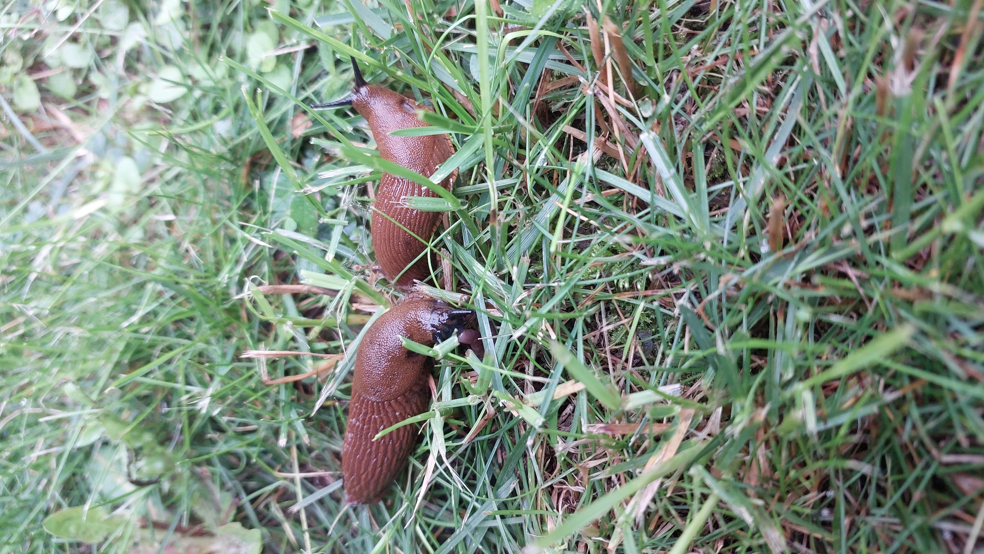 Two brown slugs are on a bed of green grass. The slug on the left is mostly visible, with its head facing left and its body curving slightly to the right. The slug on the right is partially obscured by grass and is facing towards the left, with its tail end extending further to the right. The grass is a mix of green and brown blades, with some appearing dried and brittle. The lighting suggests it is daytime.