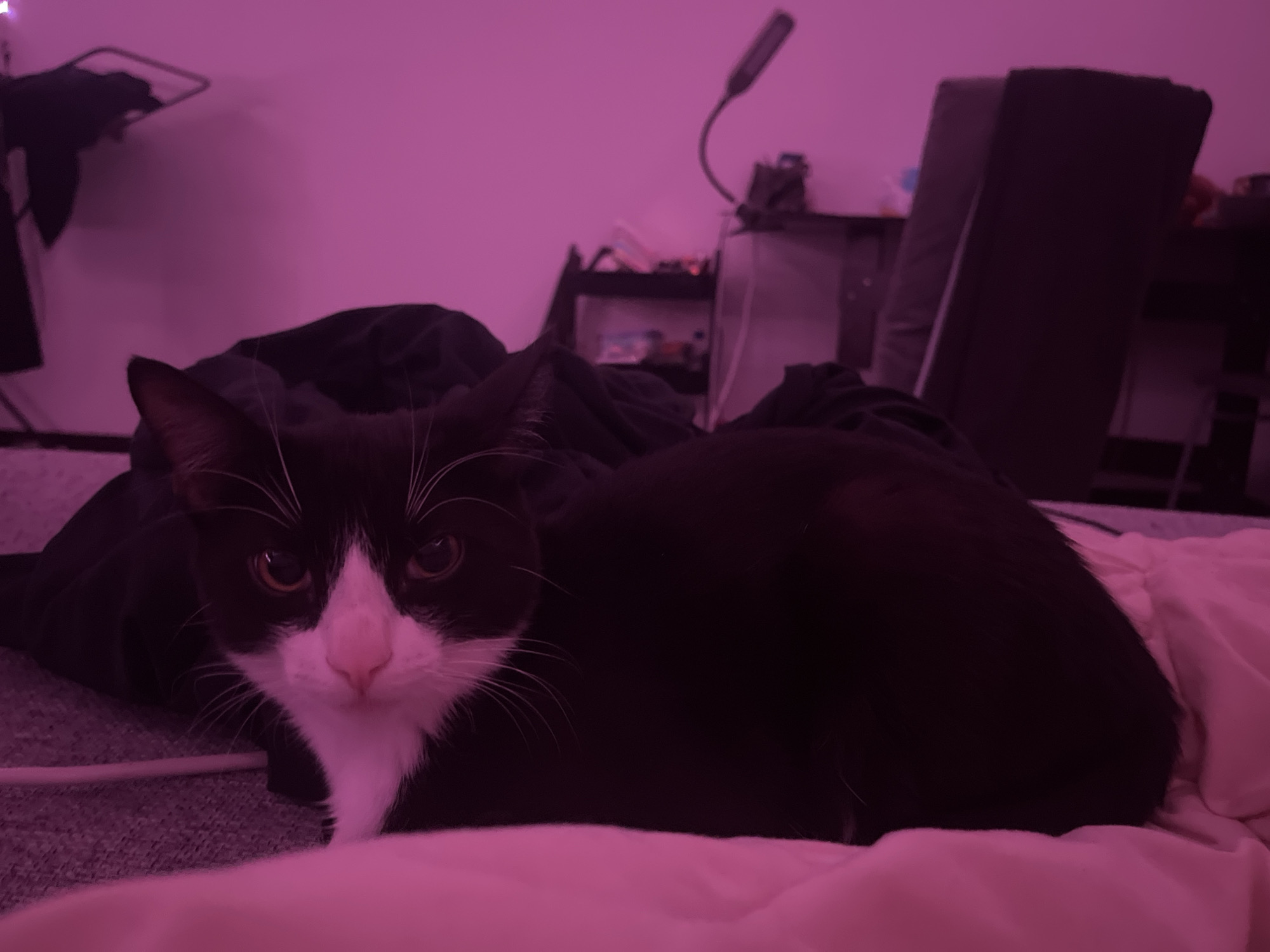 The image captures a black and white tuxedo cat resting indoors, likely within a bedroom or living space in Saint Petersburg, Russia. The cat is the central subject, positioned in the foreground and looking directly at the viewer with an alert and calm expression. It features striking white whiskers, a pink nose, and warm amber-colored eyes. Its fur is predominantly black, with distinctive white markings on its muzzle, chin, and chest. The cat is lying comfortably on a soft surface, possibly a bed or blanket, parts of which are visible in the lower right and foreground.
The room is dimly lit, suffused with a dominant pink or magenta artificial light source that casts a monochromatic hue over the entire scene. In the blurred background, various household items can be identified: a gooseneck lamp is visible on the right side, along with shelves, and what appears to be a small refrigerator or cabinet. Further to the right, a large piece of furniture, possibly an upright sofa or chair back, stands against the wall. The overall ambiance suggests an evening or nighttime setting. No visible text is present in the image.