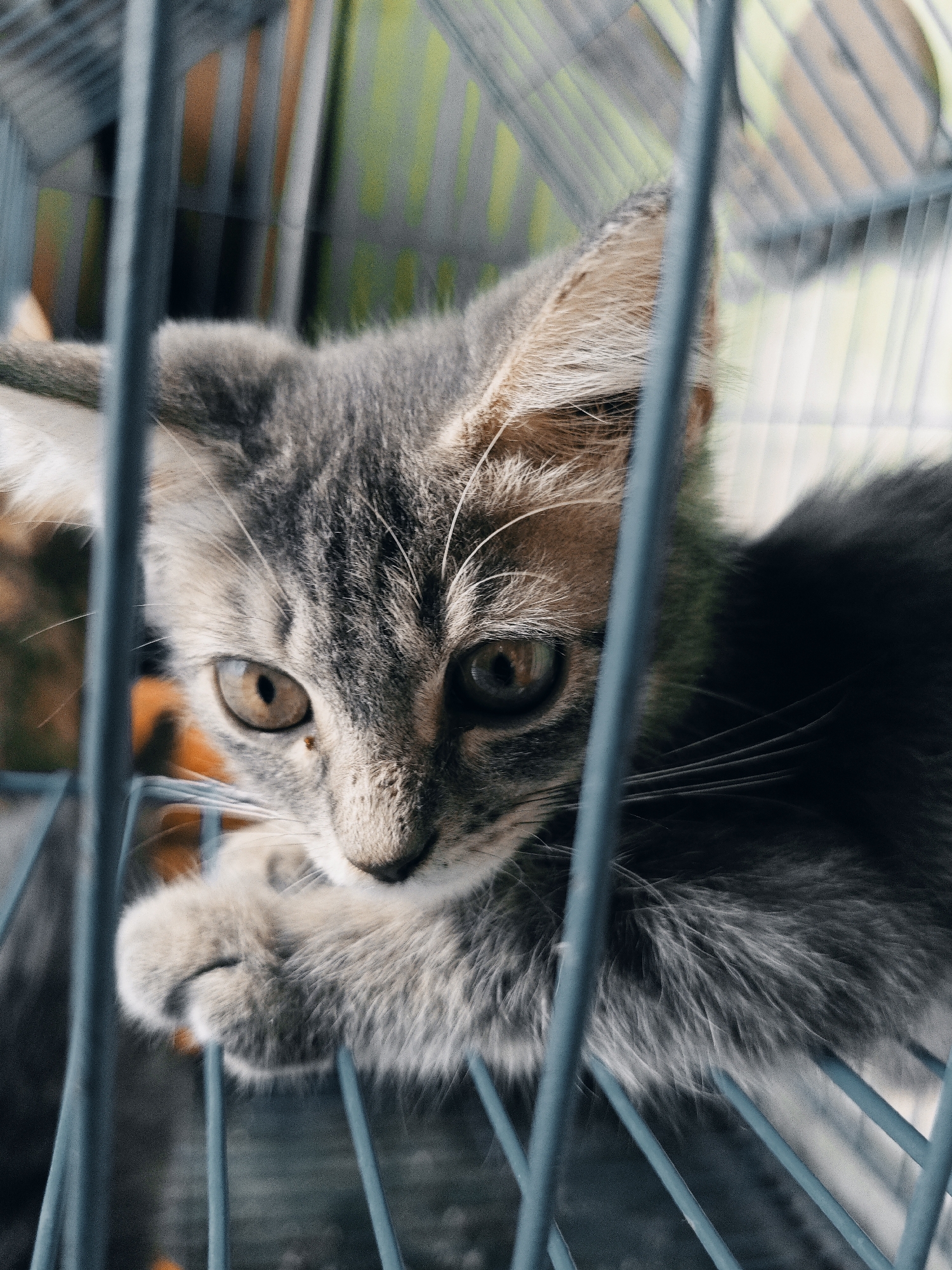 A close-up, eye-level shot features a young tabby cat with grey and brown fur, partially obscured by blue bars. The cat's face is turned slightly to the left, with its large, expressive eyes looking directly at the camera. One paw is visible resting on the bars. The background is blurred, showing hints of orange and green, suggesting an outdoor environment. The image is sharp and detailed, highlighting the texture of the cat's fur and the reflections in its eyes. The scene appears to be captured within a cage or enclosure. The provided location of Rejoagung, Indonesia, is not directly discernible from the visual elements of the image.