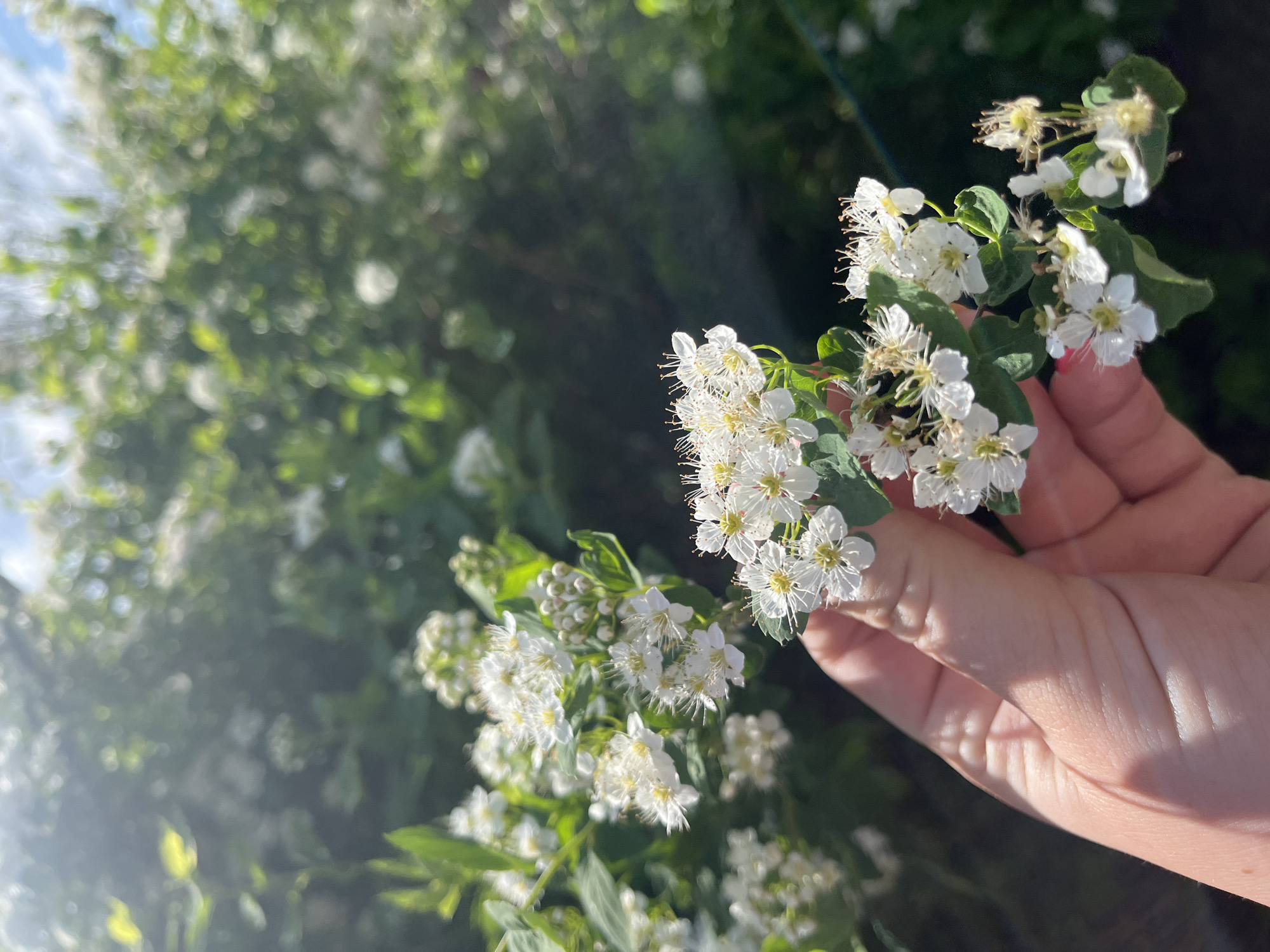 A close-up image shows a hand holding a branch of small white flowers with visible yellow stamens and green leaves. The background features a blurred green foliage, likely a tree or bush. The location is Сосново, Russia.