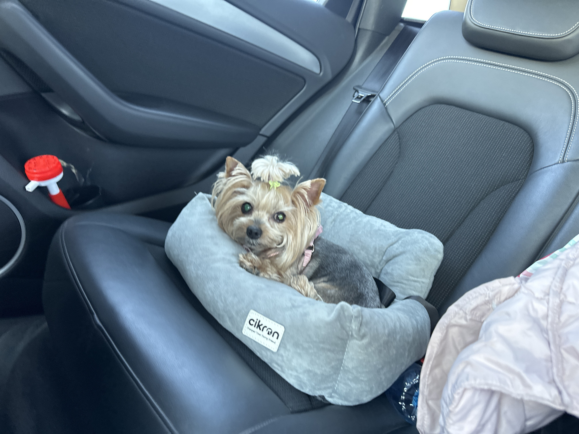 A Yorkshire Terrier dog rests inside a grey pet carrier on a black car seat. The car seat has a headrest, a textured fabric section, and white stitching. A red and white object is visible in the car door pocket. A light pink jacket is partially visible beside the pet carrier. The brand name "cikran" is printed on the pet carrier. The location is unknown and cannot be determined from the image. There is no indication of the city of Montana, Bulgaria.