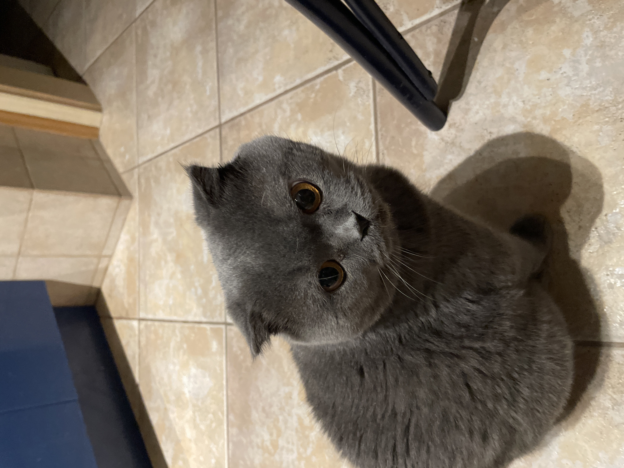 A grey Scottish Fold cat with golden eyes sits on a tiled floor, looking up at the camera. Part of a blue object is visible on the left and a chair leg is visible in the upper center of the image. The location is an indoor setting, potentially a residence in Unknown, Unknown.