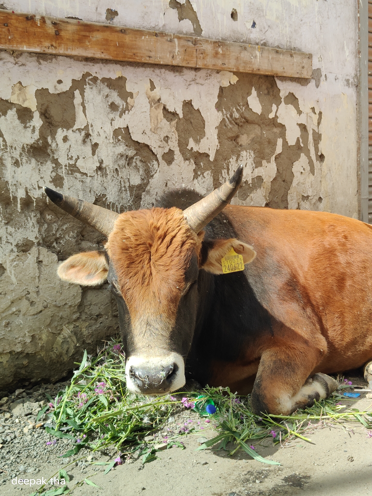 In the city of Leh, India, a brown cow with dark markings on its back is resting on the ground. It is lying down in front of a textured, peeling wall, with a wooden beam running horizontally above. The cow is near a pile of green vegetation dotted with small purple flowers. A yellow tag with numbers "10011 240622" is attached to the cow's ear. The ground is a mix of gravel and dirt. The lighting suggests it is daytime, with shadows cast by the cow and the surrounding environment. The lower left corner of the image contains the watermark "deepak tha".