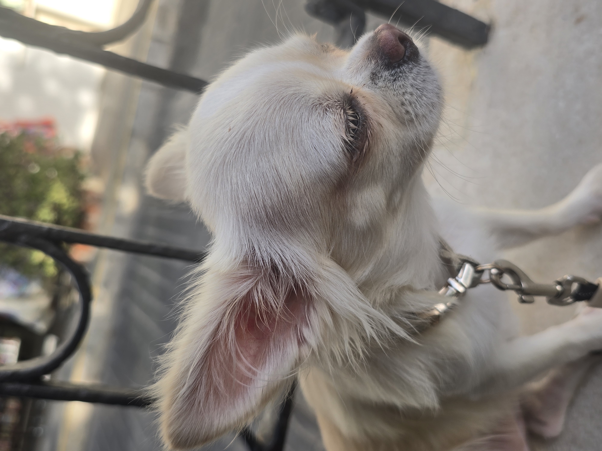 A close-up, outdoor, medium shot captures a light-colored Chihuahua dog in profile, with its eyes closed and head tilted slightly downwards. The dog wears a silver metal collar with a leash clip attached. The background is blurred, showing a black metal fence or railing, a paved surface, and greenery in the distance. The overall lighting suggests daylight. The scene is set on a sidewalk in Mijas, Spain.