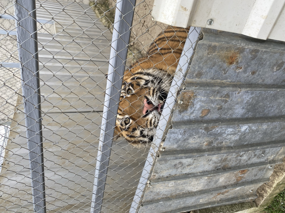 An adult tiger is contained within an outdoor enclosure in Vranje, Serbia. The tiger's head and upper body are visible, positioned behind and slightly above a corrugated galvanized metal barrier, approximately 0.5 meters high, which shows signs of weathering and rust. Above this barrier, a grey chain-link fence, supported by horizontal metal bars, covers the upper portion of the frame. The tiger's orange fur with distinct black stripes is visible, with its eyes directed forward. Its pink nose and a small portion of its tongue, extended slightly, are discernible. The ground within the enclosure behind the tiger appears to be dry dirt. In the background, further fencing and light-colored vertical panels delineate the enclosure's boundaries. No other subjects or actions are present.