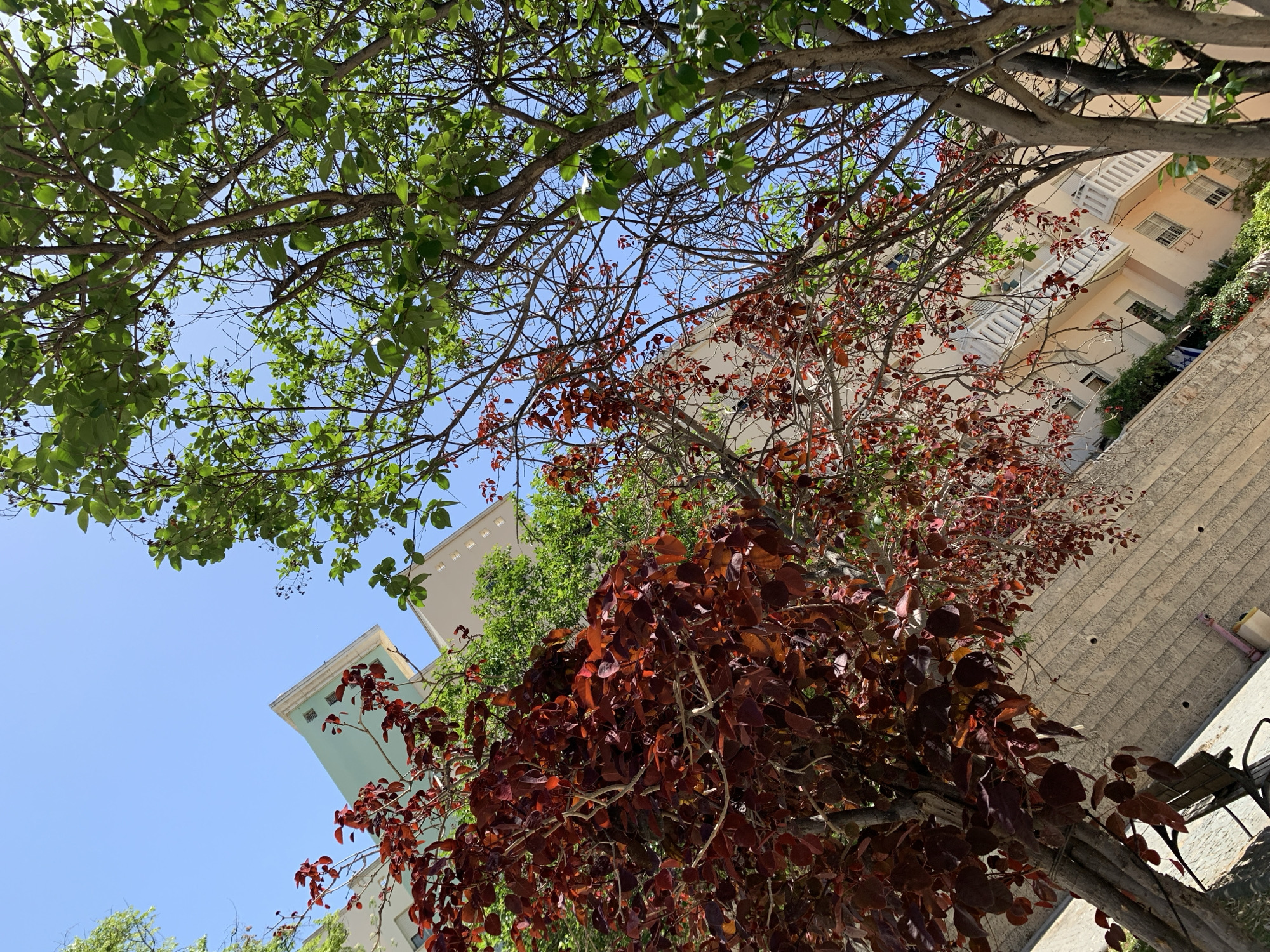 The image, taken from a low angle, shows a view upwards towards a sky mostly obscured by tree branches with green and reddish-brown leaves. A building with beige walls and white balconies is visible behind the trees. The architecture of the building suggests it is located in Tel Aviv, Israel, with the modern style of buildings and the typical Tel Aviv architecture. The presence of both green and red-leaved trees suggests an urban park or garden environment. No people are visible in the image.