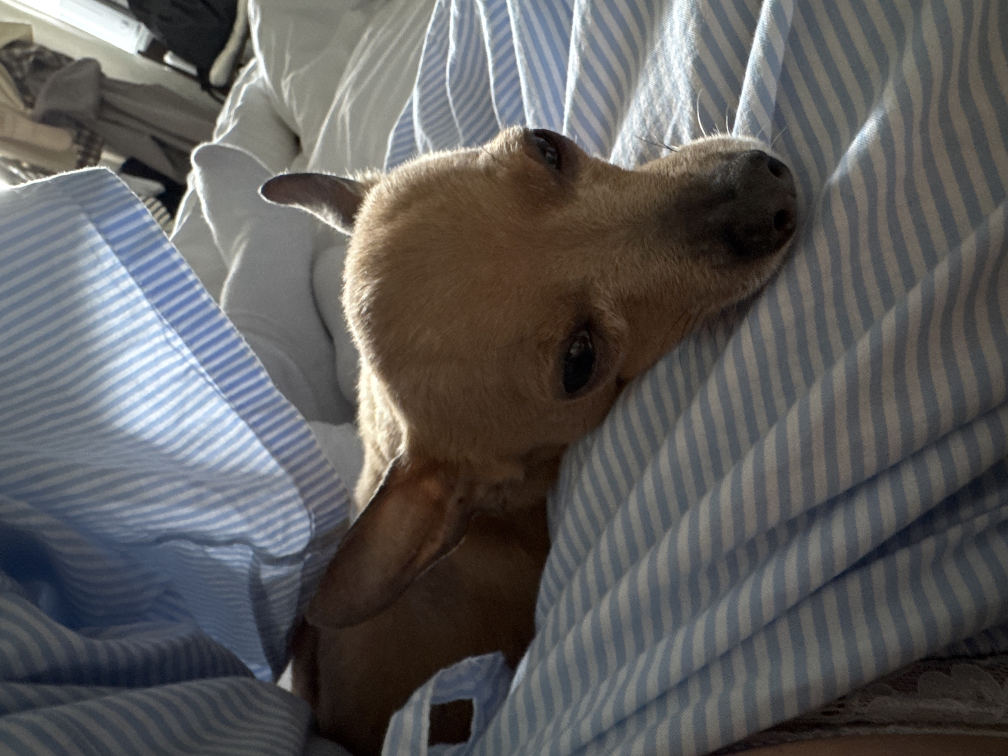 A tan chihuahua lies nestled amongst light blue and white striped bedding. The dog's head rests on the bedding, with its eyes partially visible. The scene appears to be indoors, possibly in a bed. The location is not discernible as Chaikovsky, Russia.