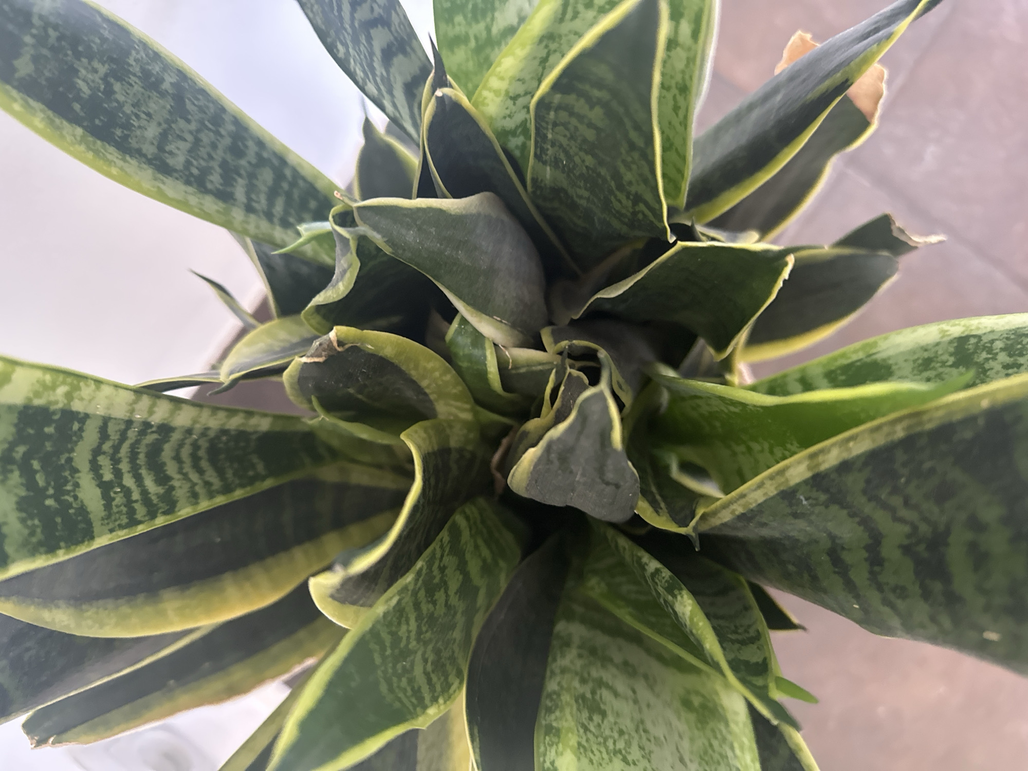 The image is a top-down view of a snake plant with several leaves. The leaves are green with dark green horizontal stripes and yellow edges. Some leaves are slightly curled or drooping, and there are brown, dry tips on a few of them, suggesting potential overwatering or nutrient deficiency. The plant is indoors, and the background is blurred, showing hints of a light-colored wall and a floor that appears to be tiled. There is no discernible location in the city of Łódź, Poland, or any people present.