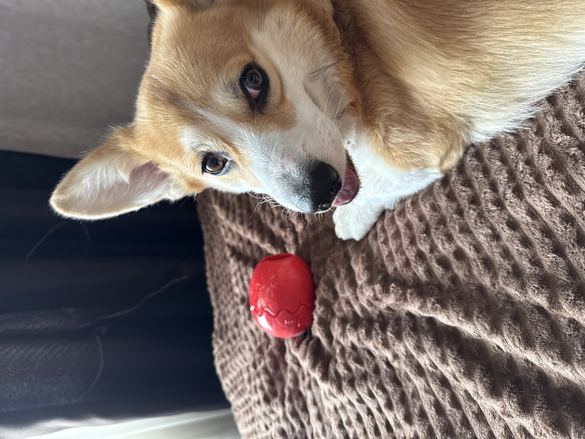 A tan and white corgi dog lies on a brown textured blanket. A red rubber dog toy is positioned near the dog on the blanket. Part of a dark-colored object is visible on the lower-left. The dog is looking at the camera. The location of the image is unspecified and cannot be determined. The city of Borzya, Russia, is unrelated to the image and should not be included in the analysis.