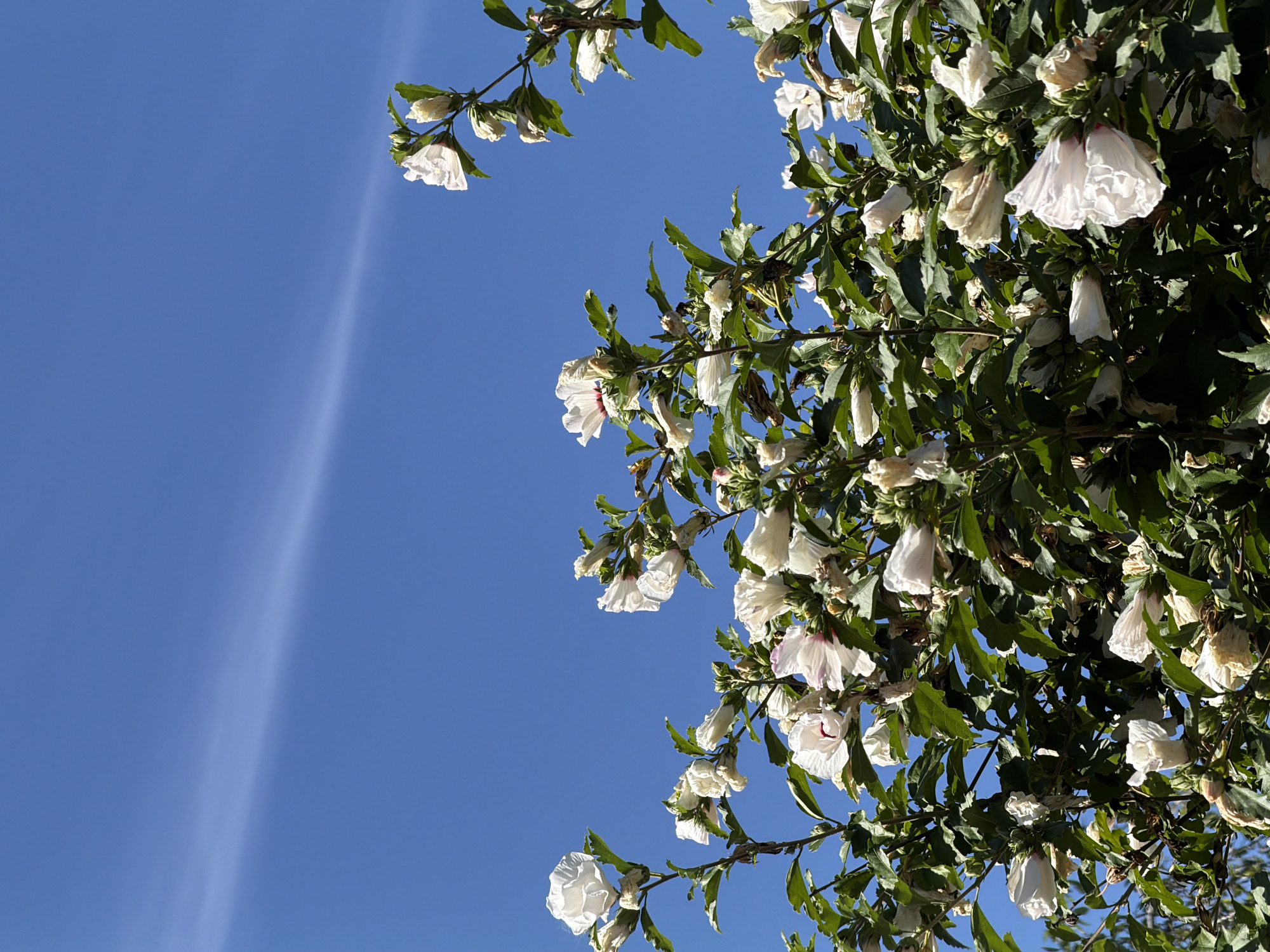 The image depicts a close-up view of a blooming hibiscus bush against a clear blue sky in Mali Kosharyshcha, Ukraine. The bush is laden with white hibiscus flowers, some fully open and others in bud. The flowers exhibit delicate, ruffled petals, with some showing hints of pink or red in their centers. Lush green leaves form a dense canopy, providing a rich contrast to the bright white of the blossoms and the vibrant blue of the sky. A faint, wispy cloud stretches diagonally across the upper portion of the sky. The perspective is from below, looking upwards at the flowers and foliage. The lighting suggests a sunny day, casting soft shadows within the bush.