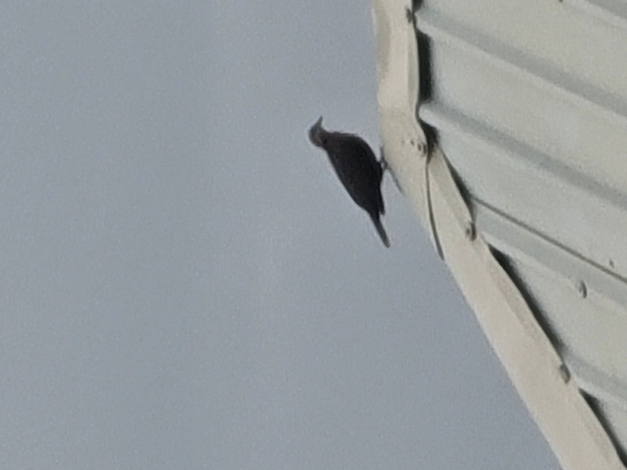 A dark-colored bird is perched on a corrugated metal roof under a pale sky. The bird is facing right and appears to be a pigeon or dove. The roof is light-colored and shows some wear. The scene is likely outdoors, and given the environmental context, it could be in a residential or industrial area of Barakin Akawo, Nigeria. No people are visible in the image.