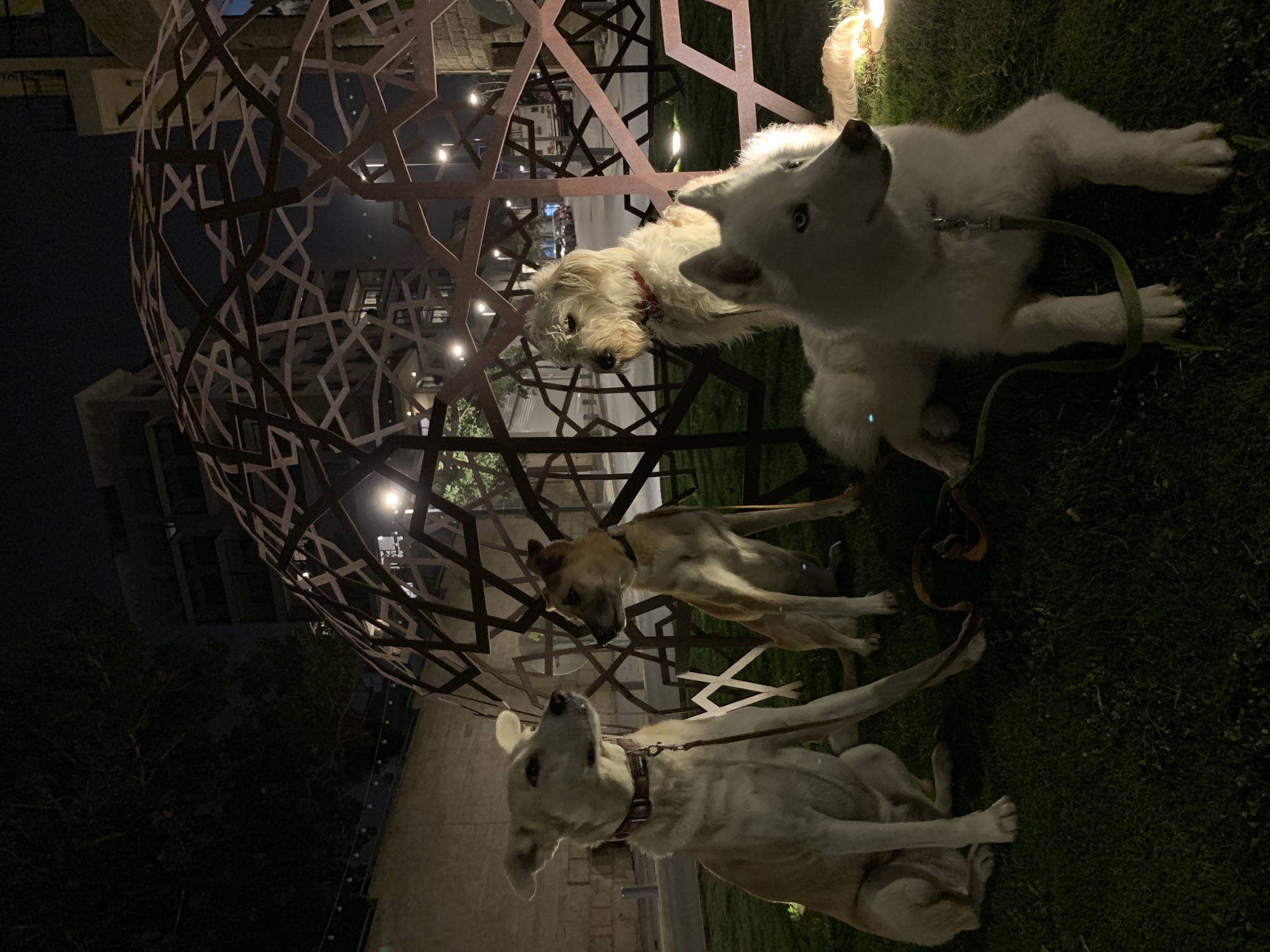 The image shows four dogs on leashes in a park at night. A decorative metal globe structure with an intricate geometric design is in the foreground. Behind the globe, buildings and streetlights are visible, suggesting an urban setting. The dogs appear to be resting or waiting, looking in different directions. The scene is illuminated by artificial lights. The location appears to be in Tel Aviv, Israel.