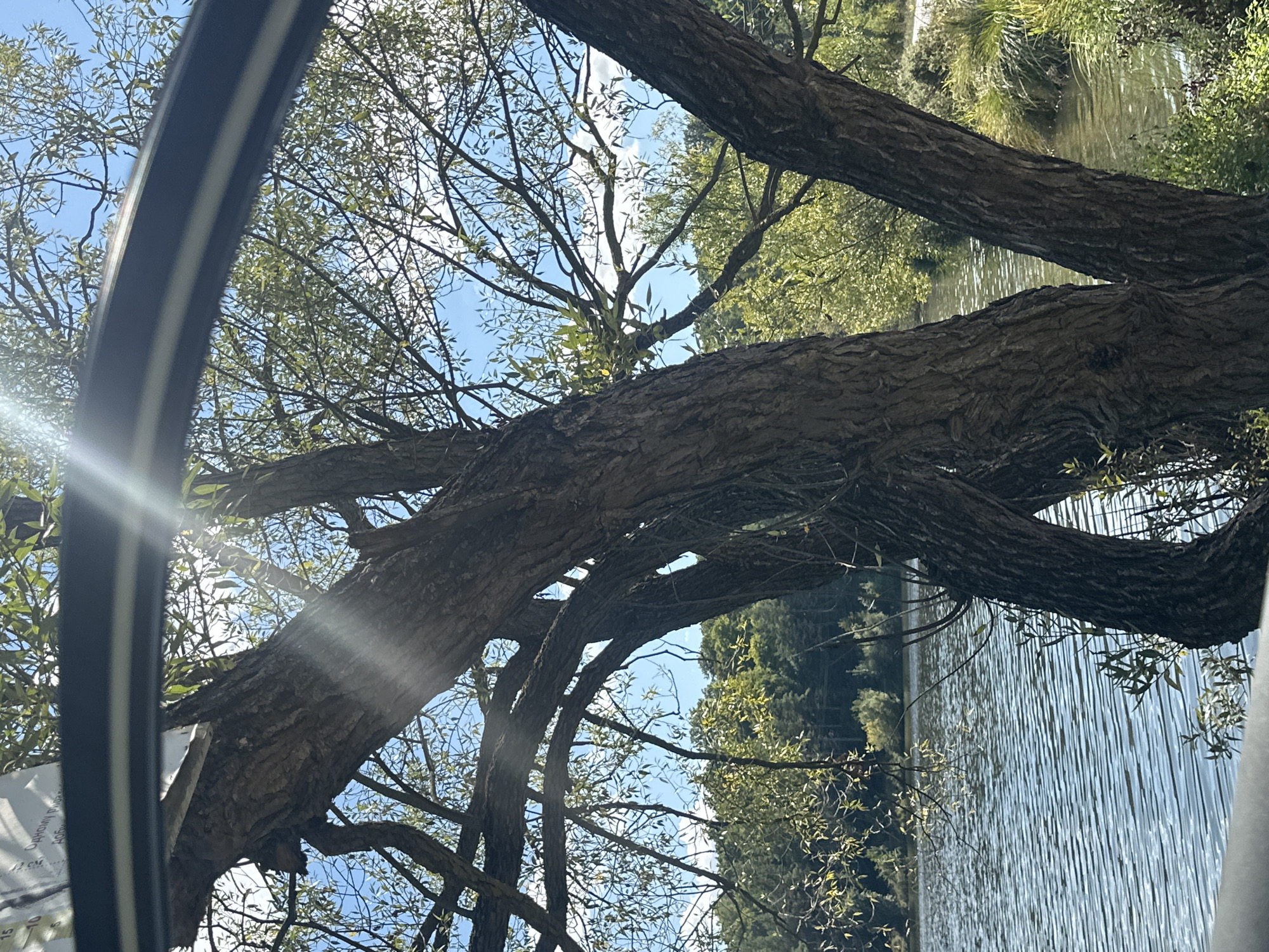The image depicts a close-up view of a tree trunk and branches in the foreground, with a body of water and a treeline in the background. The tree has rough, textured bark and several thick branches extending upwards and outwards. Sunlight filters through the leaves and branches, creating lens flare and dappled light. The water appears to be a lake or river with ripples on its surface. The background shows a dense forest of green trees. The context provided places this scene in Makiv, Ukraine.