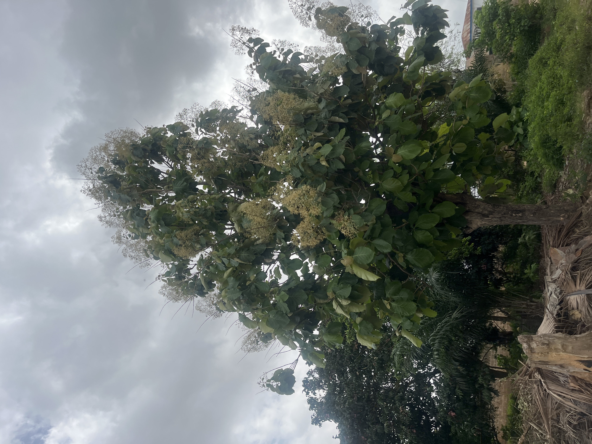 The image displays a vibrant outdoor scene, centered around a large, mature tree with broad, green leaves and numerous clusters of small, light-colored flowers. These flowers, possibly yellowish-white, are abundant throughout the tree's canopy, extending on long panicles. The tree occupies a significant portion of the frame, towering against an overcast, cloudy sky that dominates the upper left.
In the background, to the right of the main tree, there is dense, lush green foliage covering what appears to be a wall or structure, with hints of a building peeking through. Further down and to the right, dried, brown palm fronds and other woody debris suggest the presence of other trees or natural elements. The lower right portion also shows a thick, dark tree trunk, possibly belonging to the main tree or another nearby.
The setting is an outdoor, verdant landscape in Osogbo, Nigeria, characterized by abundant plant life. The weather is cloudy, indicated by the uniformly grey and textured sky, suggesting a soft, diffused daylight without direct sun. No specific activity or human subjects are visible in the frame. The image is a static capture of nature.