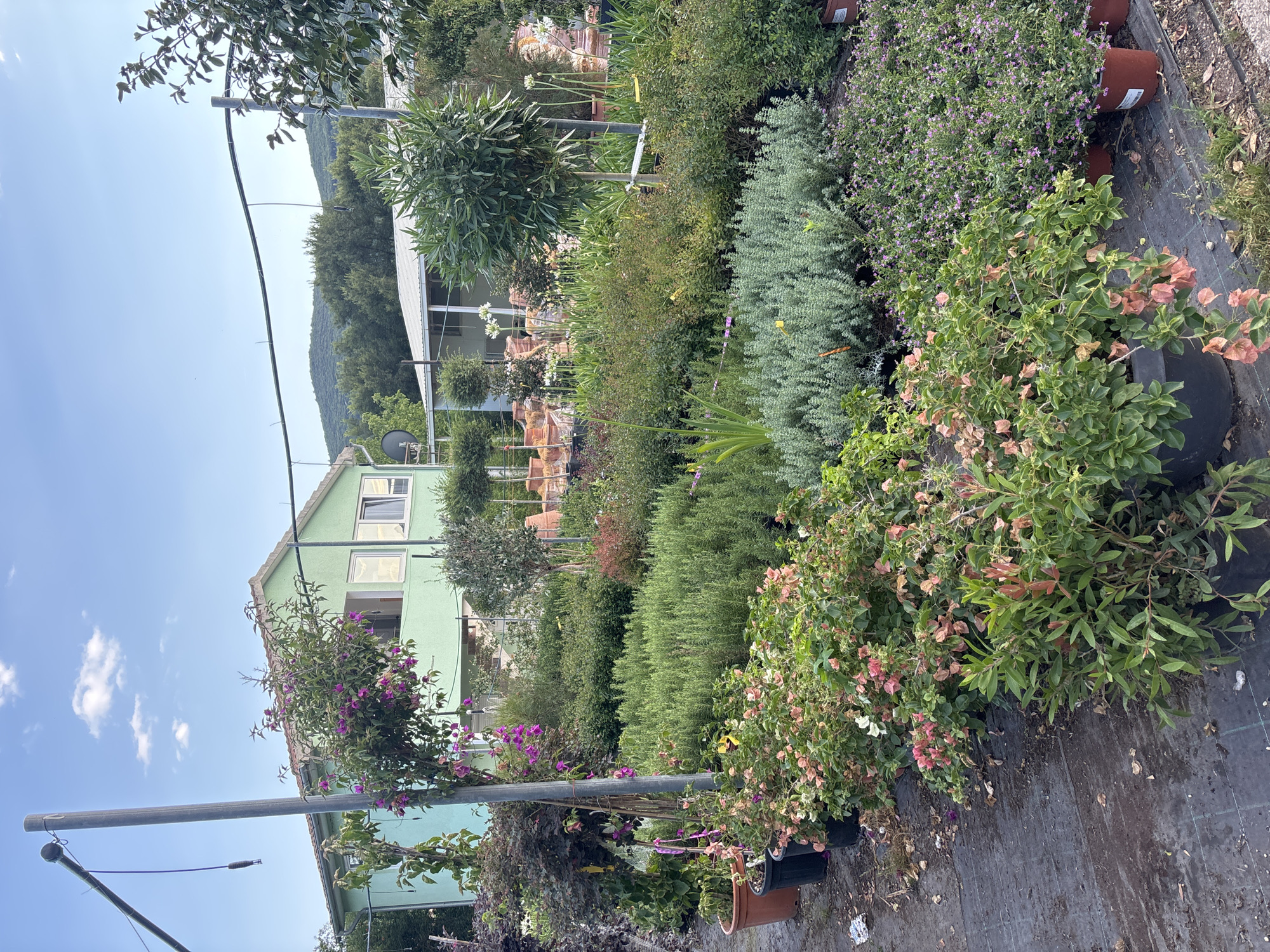 This image depicts a plant nursery located in Radanovići, Montenegro. The scene is dominated by an abundance of potted plants arranged outdoors. In the background, a light green, two-story building with white-framed windows and a tiled roof is visible. Adjacent to it, a white-roofed structure, possibly a greenhouse or another building, is also present. Rolling green hills covered in trees form the backdrop under a clear blue sky with scattered white clouds.
The foreground and midground are filled with various types of plants, including flowering bushes with pink and peach blossoms, dense green shrubs, and taller plants with dark foliage. Some plants are displayed in terracotta pots, while others are in black plastic containers. A metal pole with wires and a pulley system is situated to the left of the frame, near a flowering bush with purple blooms. The ground is covered with dark fabric, likely for weed control, and is scattered with fallen leaves and debris. There are no people visible in the image. The overall impression is of a well-stocked and operational plant nursery in a rural setting.