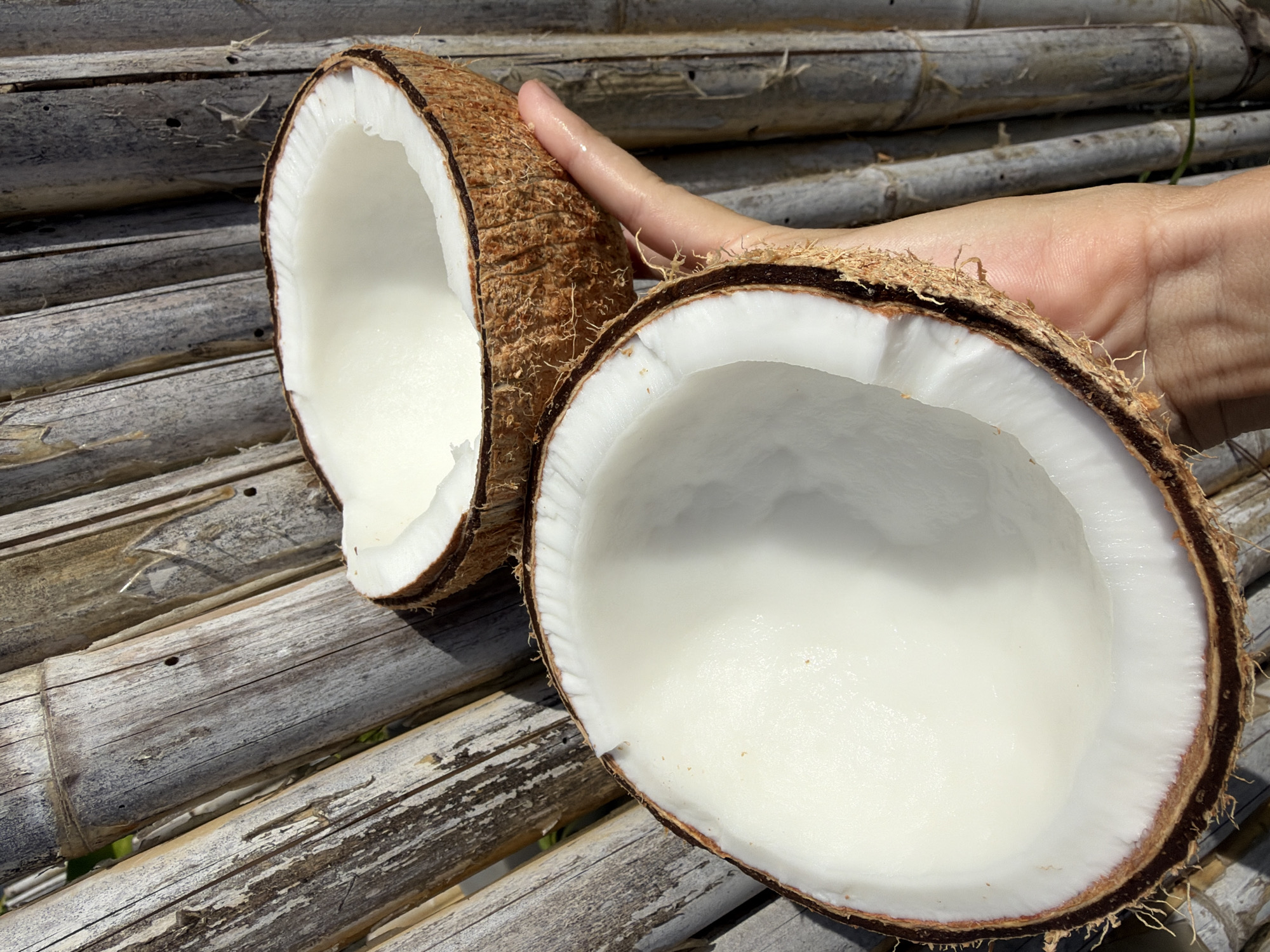 A person's hand holds two halves of a freshly opened coconut, revealing its white flesh and liquid. The coconuts are positioned against a backdrop of weathered, vertical bamboo stalks, suggesting an outdoor setting, possibly in Ko Samui District, Thailand. The bamboo appears aged and has a rustic texture. The lighting indicates it is daytime, with shadows cast by the coconuts and the hand.