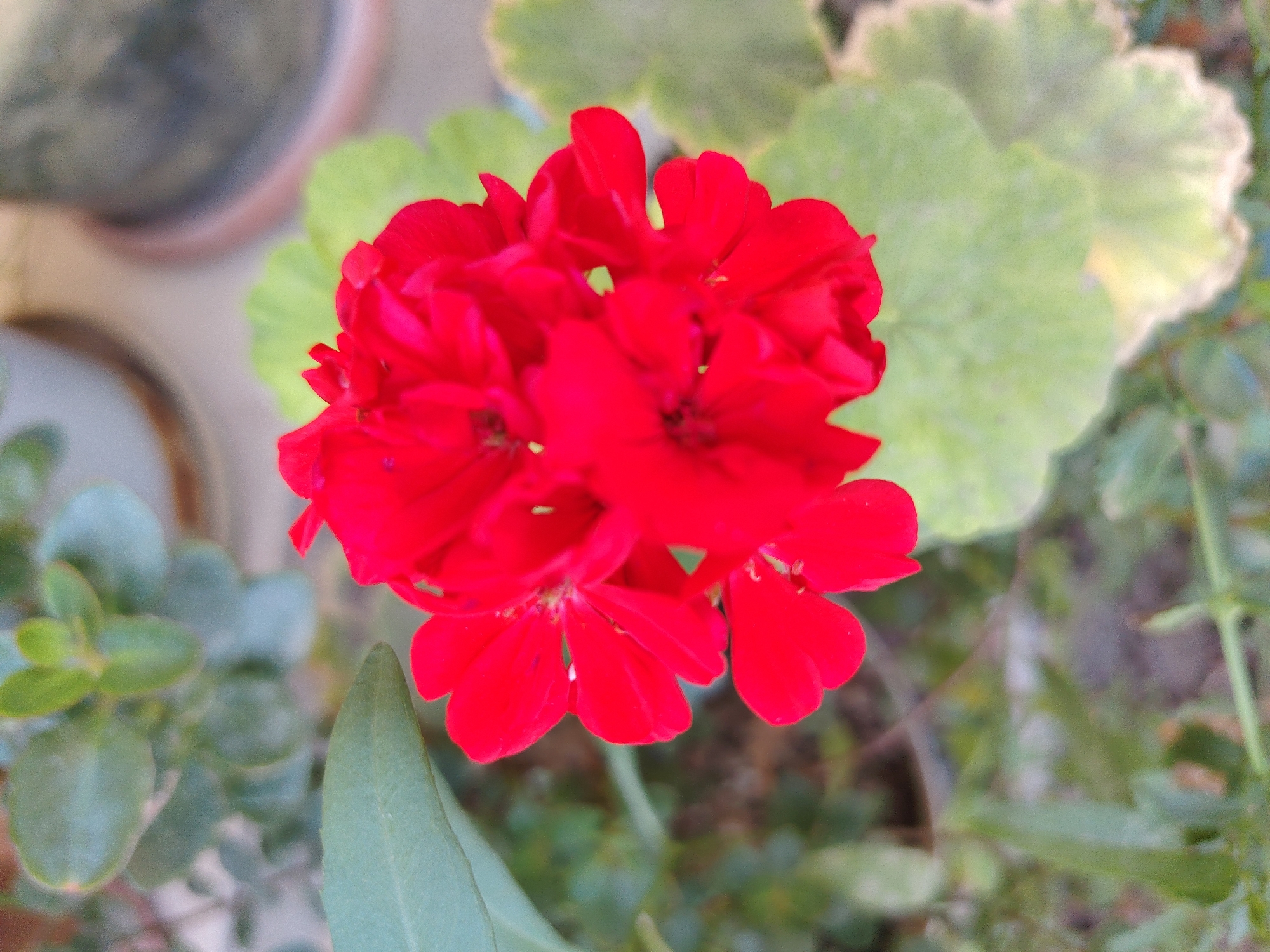 A close-up, high-angle, full shot captures a cluster of bright red geranium flowers in bloom. The flowers are the primary focus, with multiple layers of petals tightly packed together, creating a dense, vibrant appearance. Several green leaves of the geranium plant are visible, some in focus and others blurred in the background. Behind the flowers and leaves, various out-of-focus elements suggest a garden or outdoor setting, including what appear to be terracotta pots and other greenery. The overall lighting is natural, casting soft shadows and highlighting the rich red hue of the petals. The scene is devoid of any human presence or activity. The environment is typical of a well-maintained garden in Konyaaltı, Turkey, a coastal district known for its lush vegetation and pleasant climate.