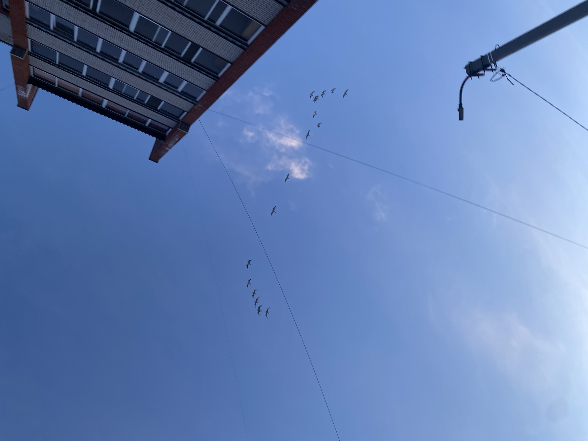 The image shows a low-angle view towards the sky. In the upper left corner, a portion of a multi-story building with multiple windows is visible, suggesting an urban location in Chaikovsky, Russia. A flock of birds is flying across the sky, forming a "V" shaped formation. Power lines stretch across the sky, and a street light pole with attached wiring is seen in the upper right portion of the image. The sky is blue with some thin clouds.