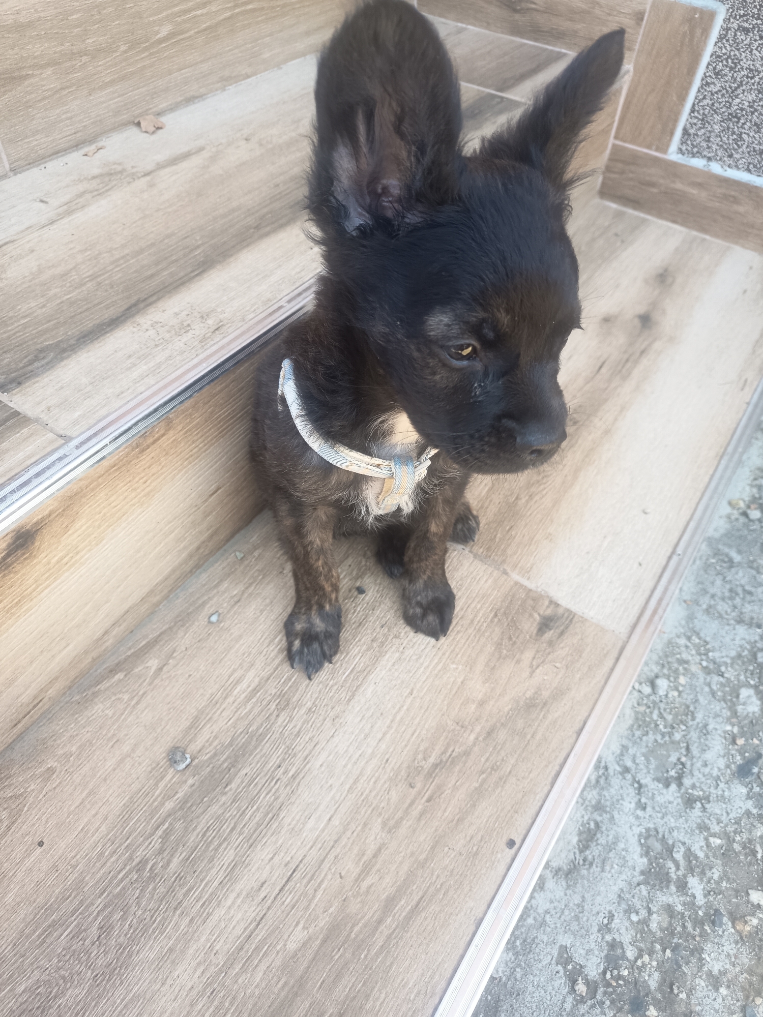 A black and tan puppy with large ears sits on a wooden surface. The puppy is wearing a light-colored collar. The wooden surface appears to be steps or a deck. To the right of the wooden surface, there is a rougher, concrete-like surface with small stones. The background shows more of the wooden surface and a small, dry leaf. The scene appears to be outdoors. The image does not contain any elements that would indicate a specific location within the city of Hadzhidimitrovo, Bulgaria.