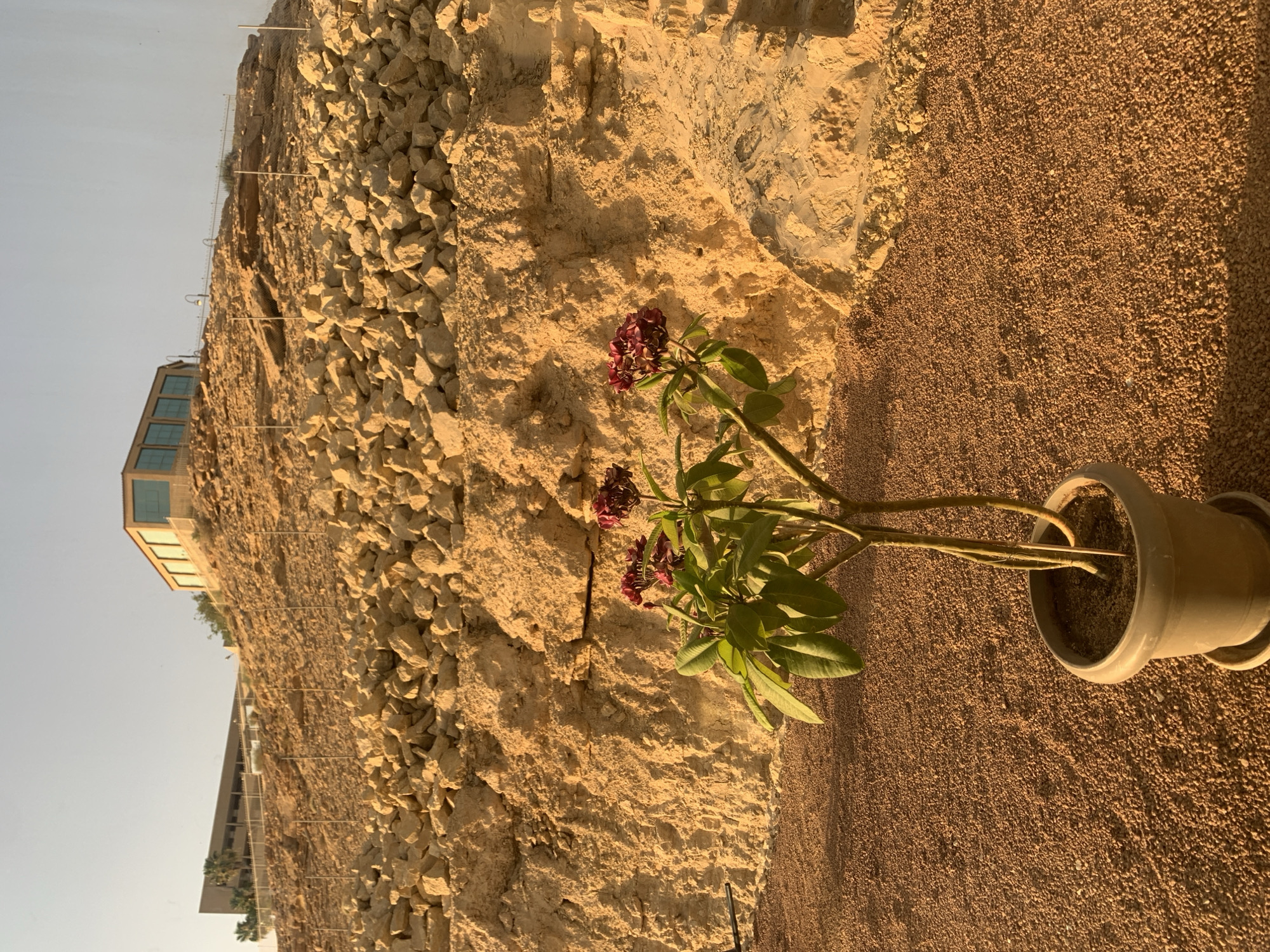 The image shows a potted plant with green leaves and dark red flowers in front of a rock wall in Al `Uyaynah, Saudi Arabia. The potted plant is on a ground covered with small reddish-brown gravel. A building is partially visible on the top of the rock wall. The sky is light blue.