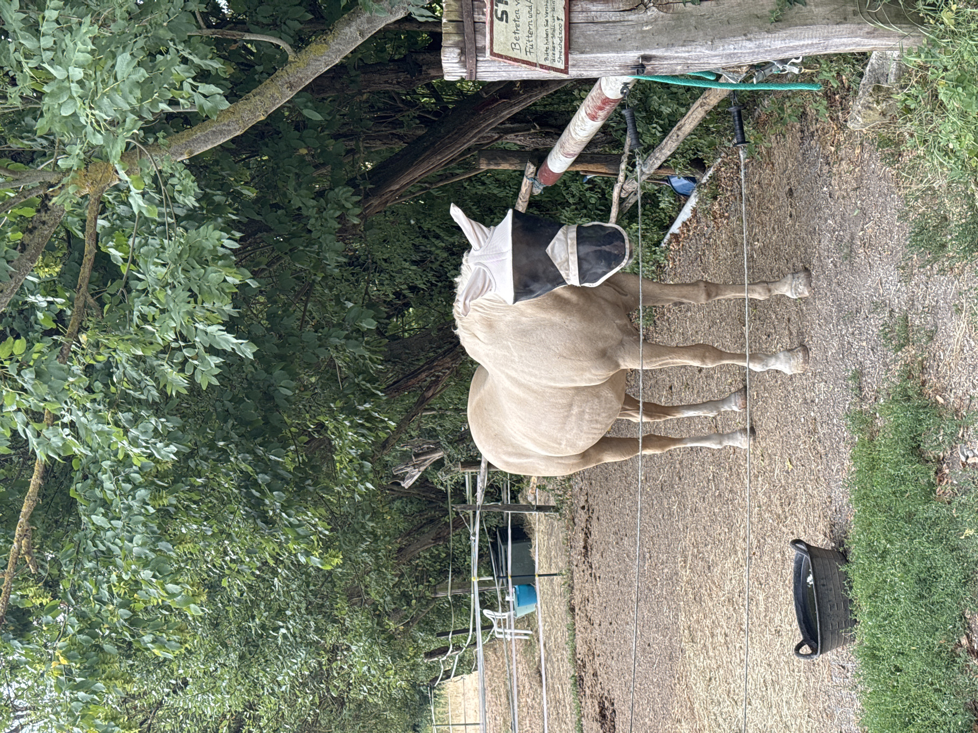 A pale-colored horse stands in an outdoor enclosure surrounded by a fence. The horse is wearing a black and white fly mask that covers its eyes and lower face. The ground of the enclosure appears to be dirt and gravel. To the left of the horse, a black tub filled with water sits on the ground. In the background, there is a wooden fence and lush green trees. A sign is affixed to a wooden post on the right side of the image. The scene appears to be a stable or paddock in Lenting, Germany.