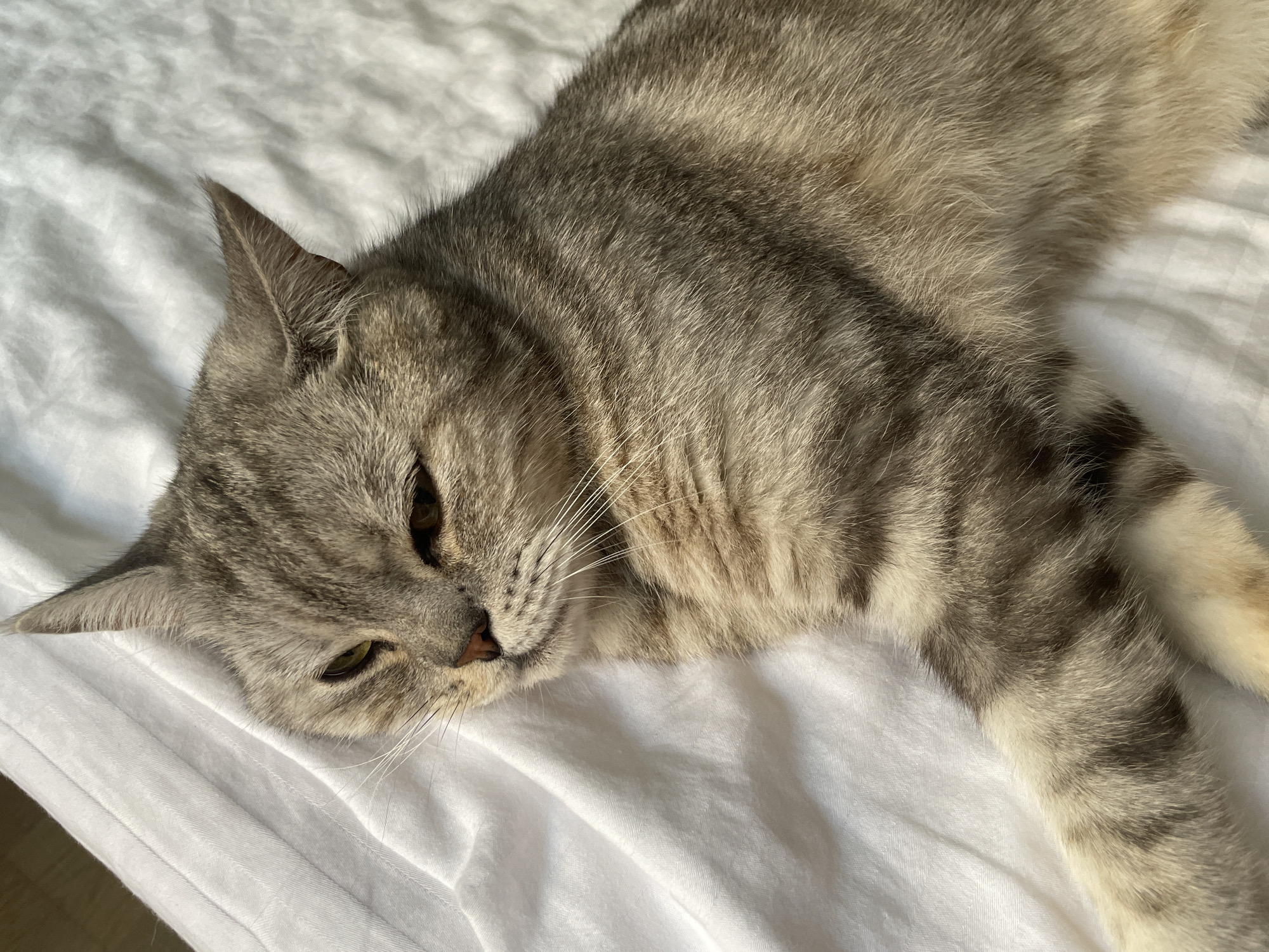 A grey tabby cat with amber eyes is lying on a white, wrinkled bedsheet. The cat is positioned on its right side, with its head slightly raised and turned to the left. Its left paw is extended forward. The lighting suggests it is daytime, with a shadow falling across the cat's face. The background is the white bedsheet, which is creased and rumpled, indicating it is likely a bed. There are no people or other animals visible in the image. There is no information in the image to suggest the location is Balashikha, Russia.