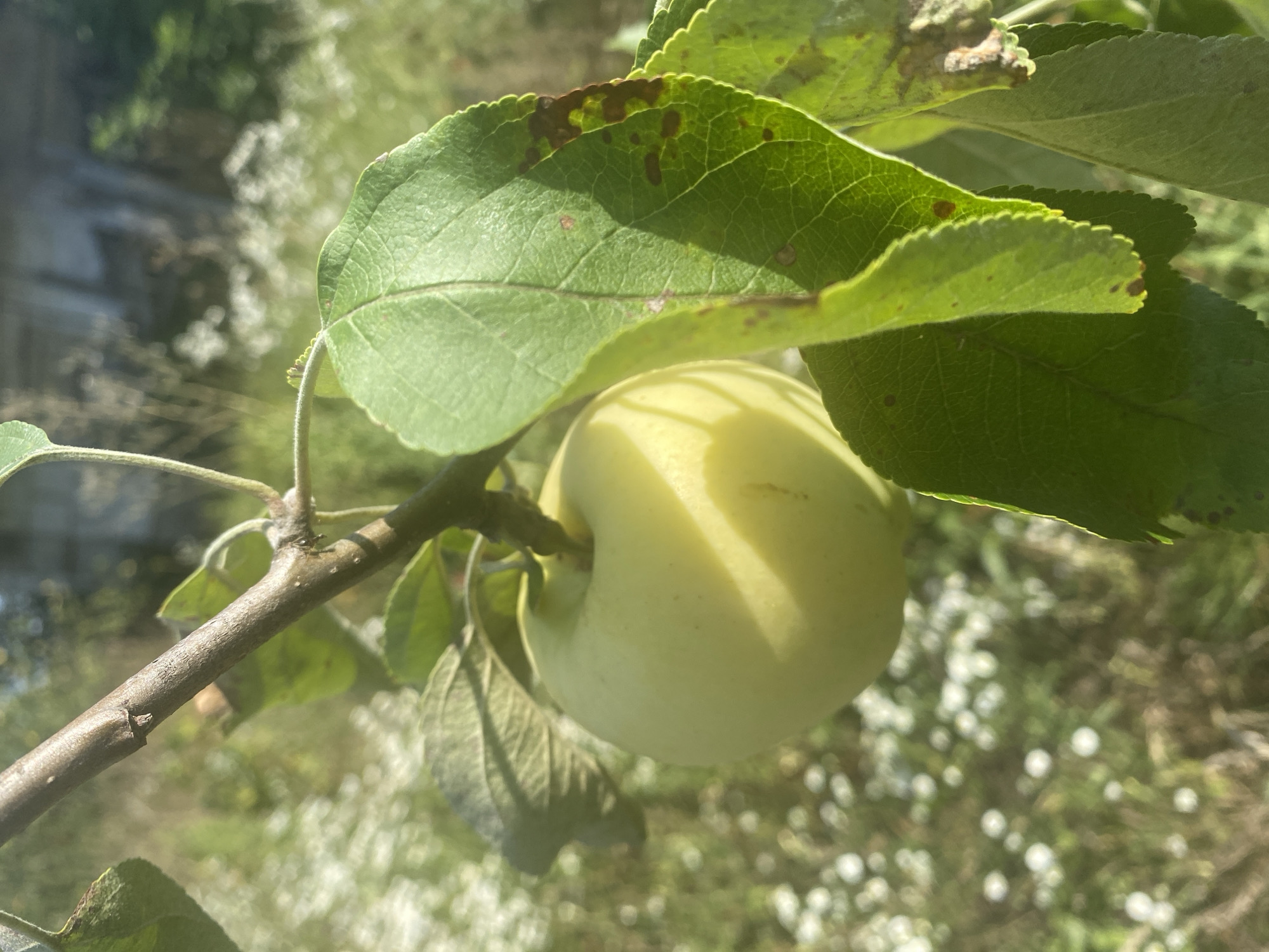 An unripe, pale green apple hangs from a thin branch of an apple tree. The apple is in focus, with sunlight casting a shadow across its surface. The branch is brown and rough, with a few small green leaves attached. One large green leaf in the foreground is partially obscured by the apple. This leaf has brown spots along its edges and veins. In the background, out of focus, are more green leaves, a blurry white-flowered ground cover, and the hint of a building or structure. The overall scene suggests an outdoor setting, likely a garden or orchard, in the village of Vowchynski Sel'ski Savek, Belarus.