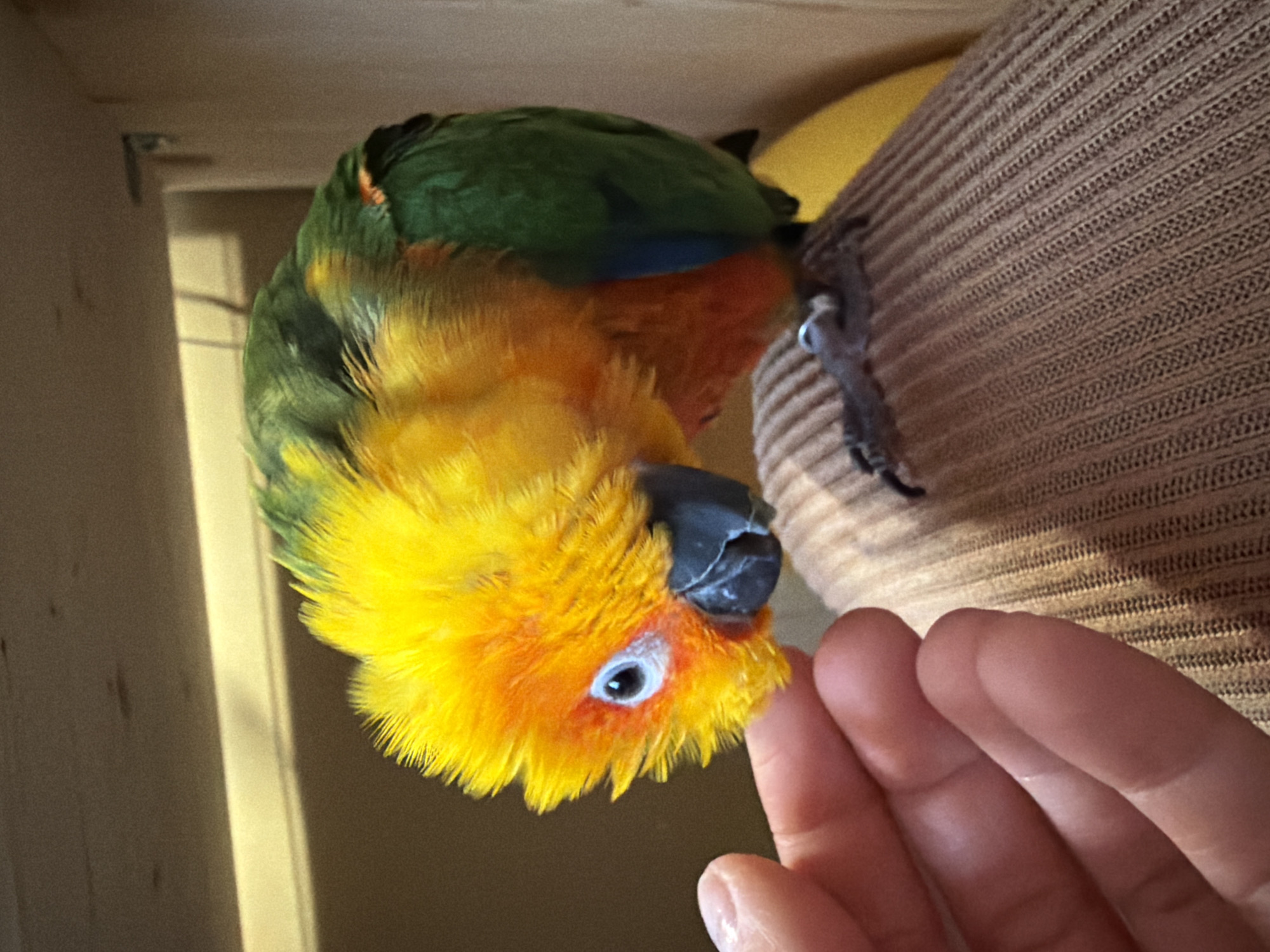 A vibrant, multi-colored parrot, primarily yellow and green, is hanging upside down. The bird is facing the camera with its head cocked to the side, its gaze directed towards a human hand in the foreground. The hand appears to be offering a gesture of interaction. The parrot's feet are gripping a textured, tan-colored surface. The background includes a light-colored wall and a piece of furniture or structure. There is no indication in the image that this scene is located in Khimki, Russia.