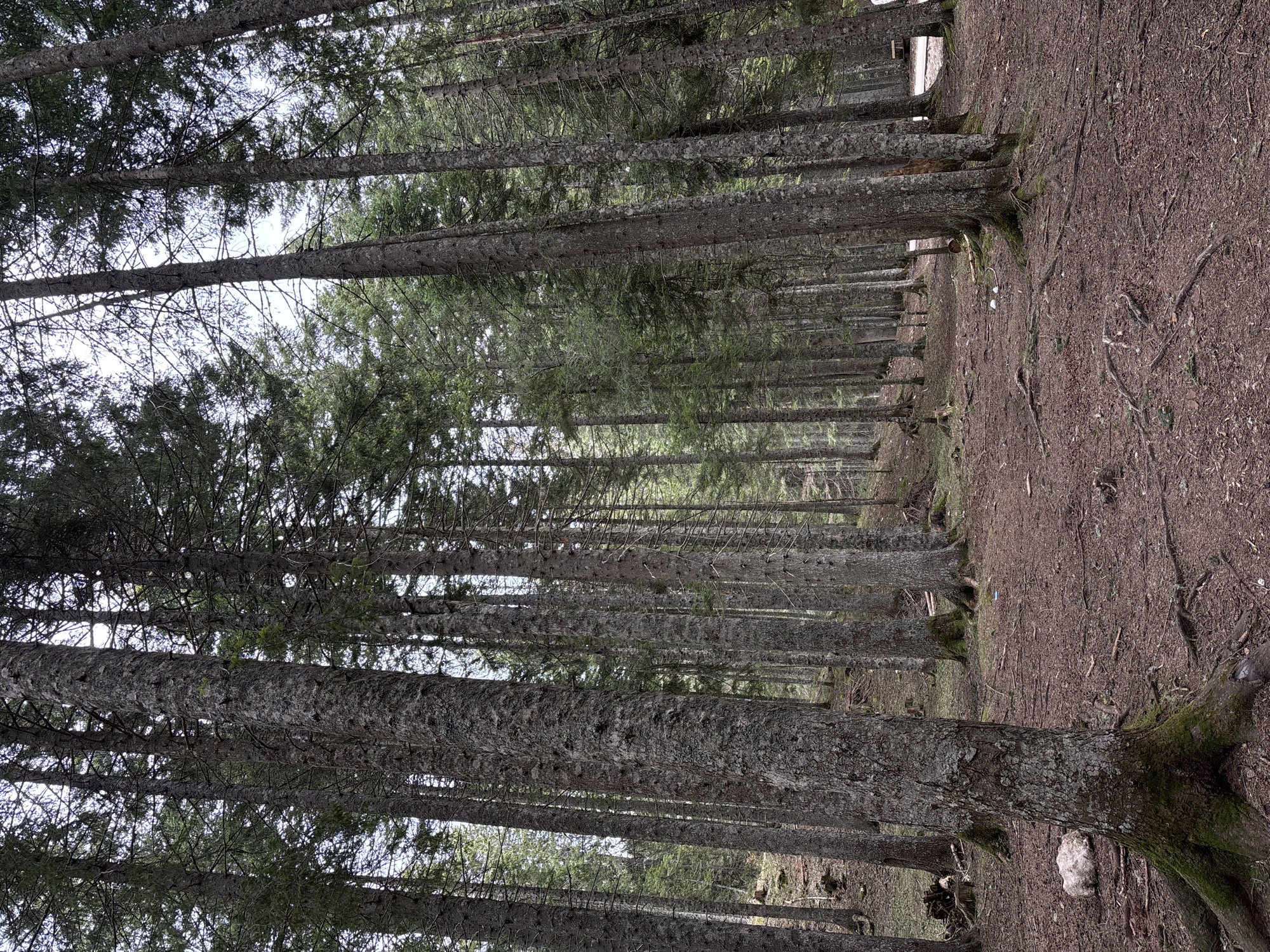The image shows a dense forest of tall, slender trees, possibly fir or spruce, arranged in rows, creating a linear perspective. The ground is covered in brown earth and tree roots. The perspective is looking down a narrow corridor formed by the trees. The location in the city is Unknown, Unknown.