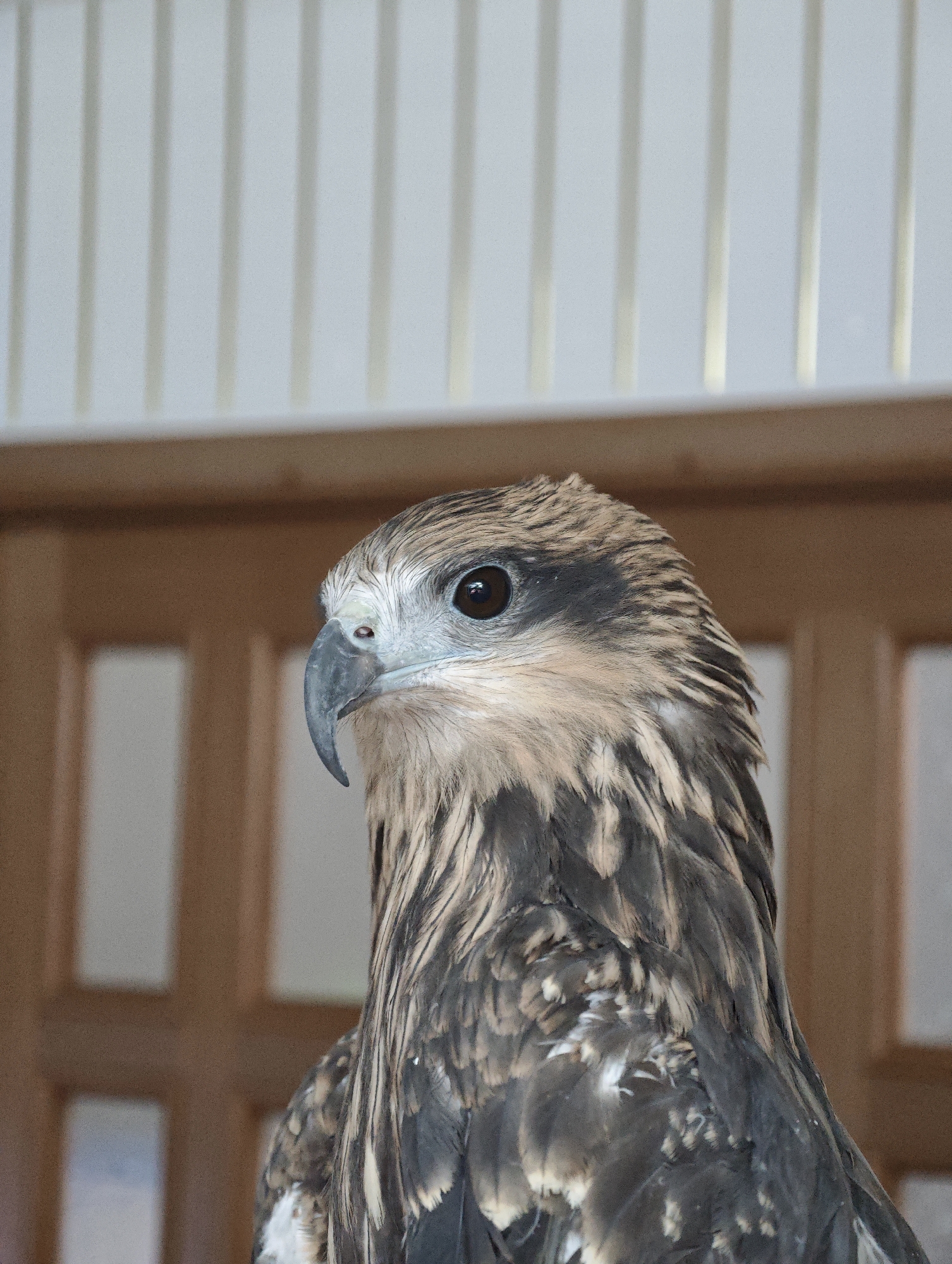 A close-up, eye-level shot features the head and upper body of a bird of prey, likely a hawk or eagle, positioned on the right side of the frame. The bird has dark, intense eyes, a sharp, hooked beak, and a mottled brown and white plumage. Its head is tilted slightly, and its gaze is directed to the left. The background consists of vertical, pale blinds or louvers and a wooden structure, suggesting an indoor setting with a blurred depth of field. The lighting is natural, illuminating the bird's features with subtle highlights and shadows. The image is in focus on the bird, with the background softly blurred.