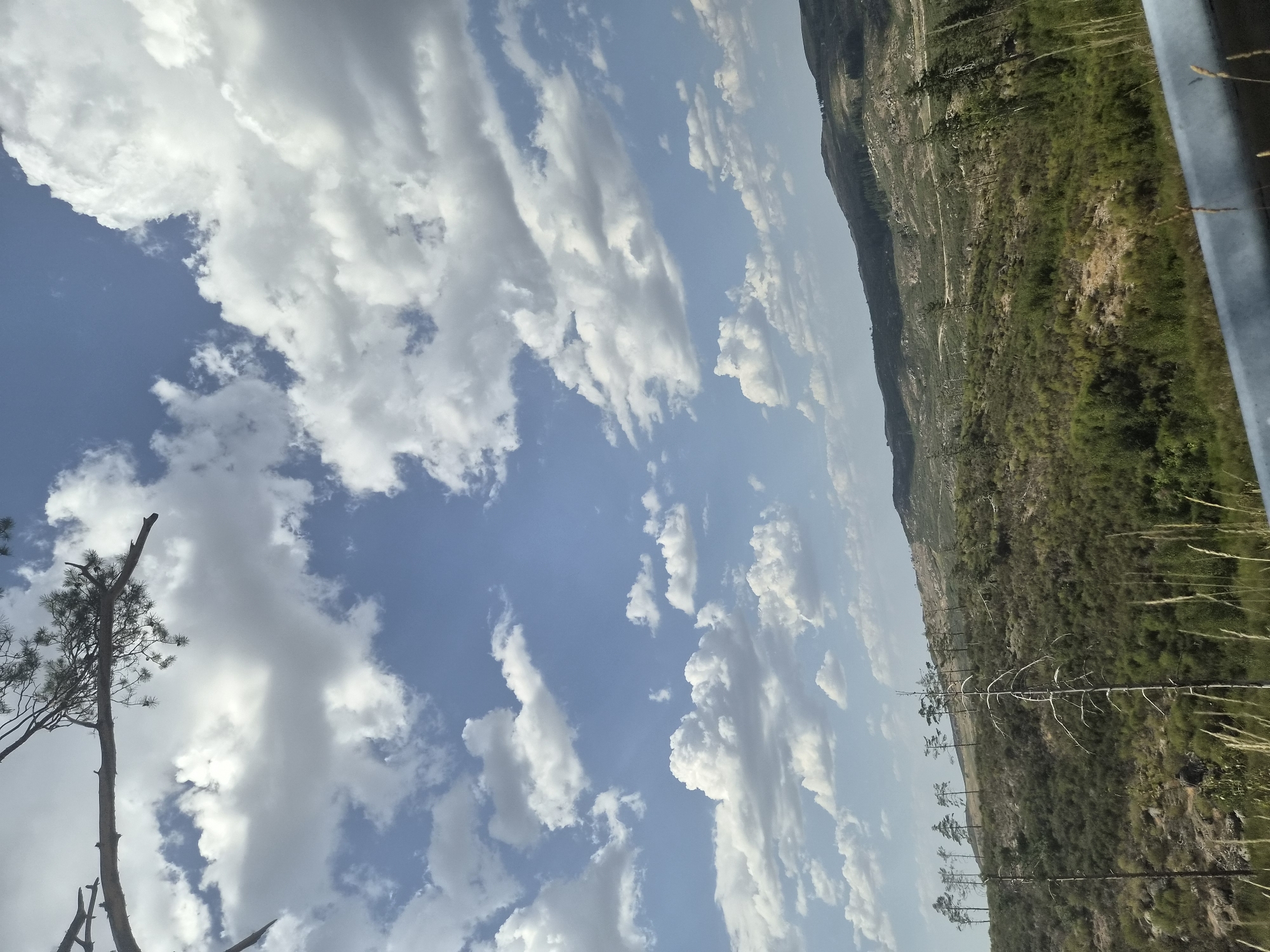 The image captures a landscape scene in Gouveia, Portugal, characterized by a vast expanse of sky filled with fluffy white clouds against a bright blue backdrop. A tree branch, silhouetted against the sky, juts in from the top left corner. Below the sky, a rolling hillside is covered in dense green vegetation, appearing somewhat sparse in places, suggesting a dry season. A line of slender, dark trees stands on the crest of the hill, creating a distinct silhouette. In the foreground, tall, dry grasses sway, and a metallic railing runs horizontally along the bottom of the frame. The overall impression is of a natural, somewhat rugged landscape bathed in daylight.