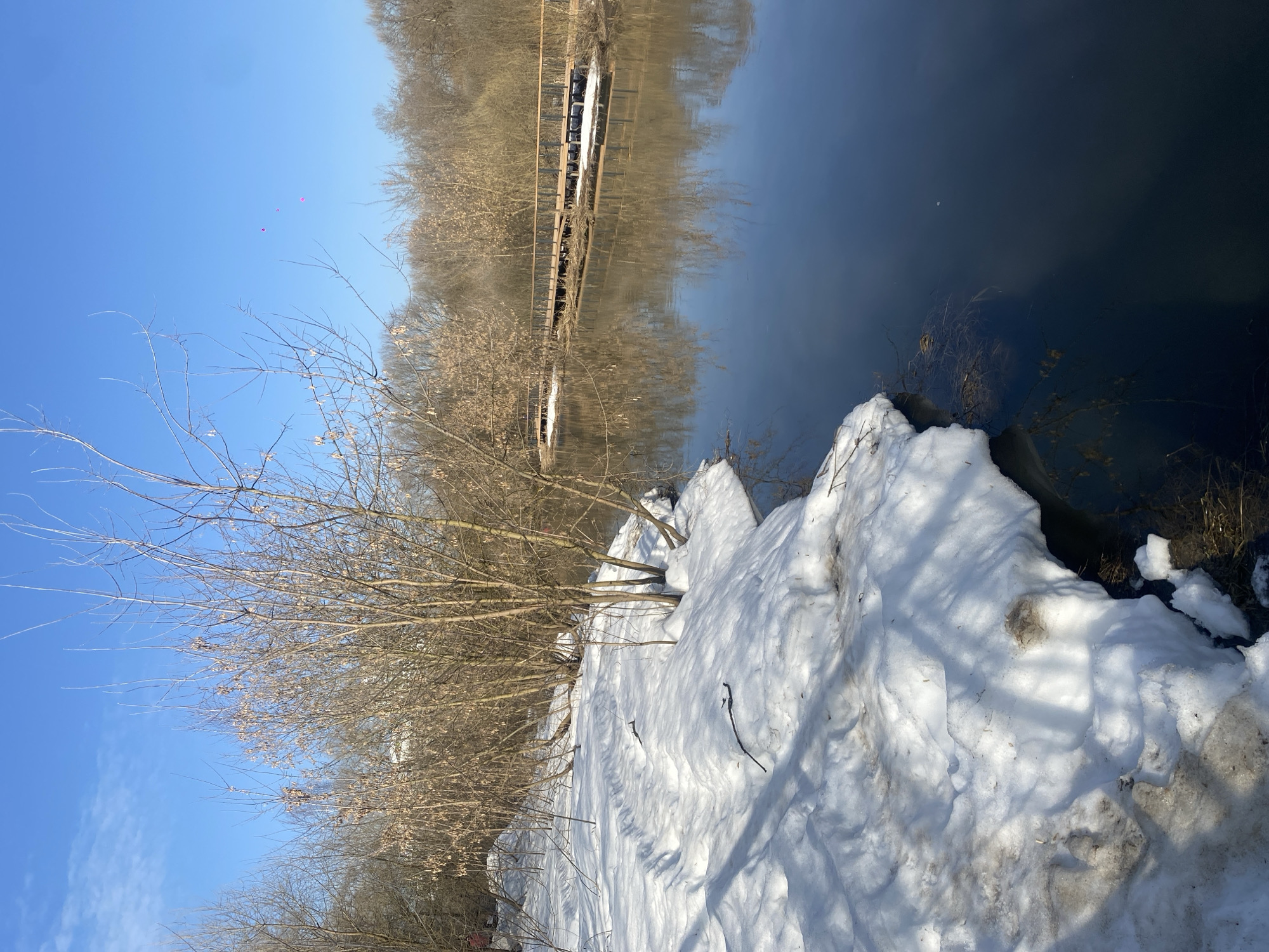 The image depicts a natural park environment in Moscow, Russia, specifically resembling sections of the Setun River Valley Nature Reserve, during late winter or early spring. The scene is illuminated by a clear, bright blue sky with faint wisps of cirrus clouds, under which a calm, dark body of water (likely a river or large stream) occupies the midground, reflecting the sky and bare trees.
On the left, a snow-covered bank slopes down to the water's edge. The snow exhibits areas of dirtiness, consistent with ongoing melting, and several dark, slender branches or pieces of debris are scattered across its surface. Numerous bare deciduous trees with slender, dormant branches line this bank.
In the background, extending across the water parallel to the far bank, is a long, elevated wooden boardwalk or pedestrian bridge. This structure consists of light brown wooden decking and handrails supported by dark, vertical posts, characteristic of modern ecological pathways. Beyond the boardwalk, a dense, bare deciduous forest forms the distant horizon.
Three small, distinct magenta-colored balloons are visible ascending in the upper right quadrant of the sky. No people or animals are discernible within the frame.