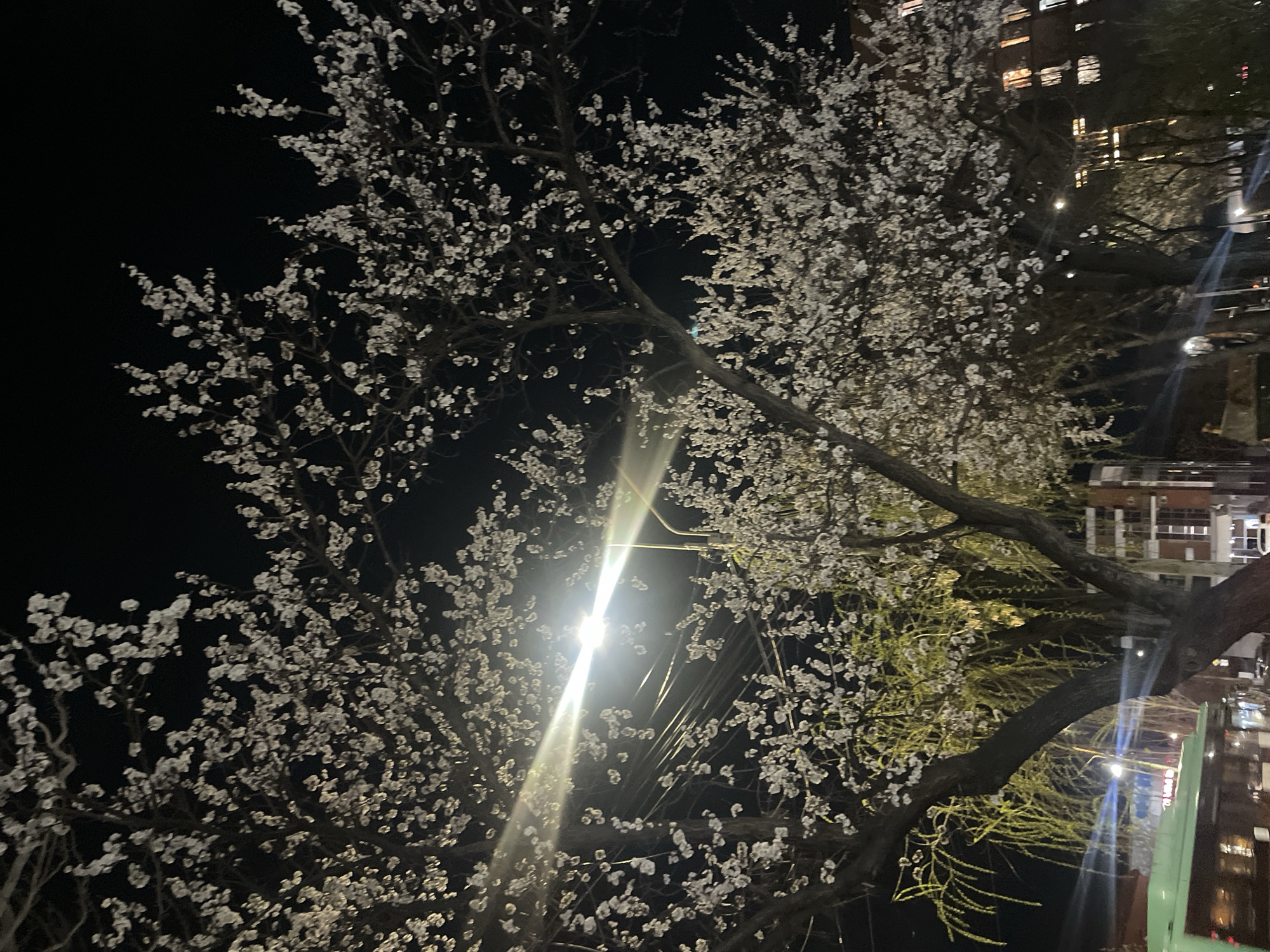 The image shows a flowering tree at night. The tree is heavily laden with white blossoms. A bright light source illuminates the tree from below, causing a significant lens flare. In the background, there are buildings, suggesting an urban setting. While I cannot definitively identify the location as Yerevan, Armenia, based solely on the image, the architecture of the buildings is typical of those found in many cities around the world. There is a power line going along the building near the tree.