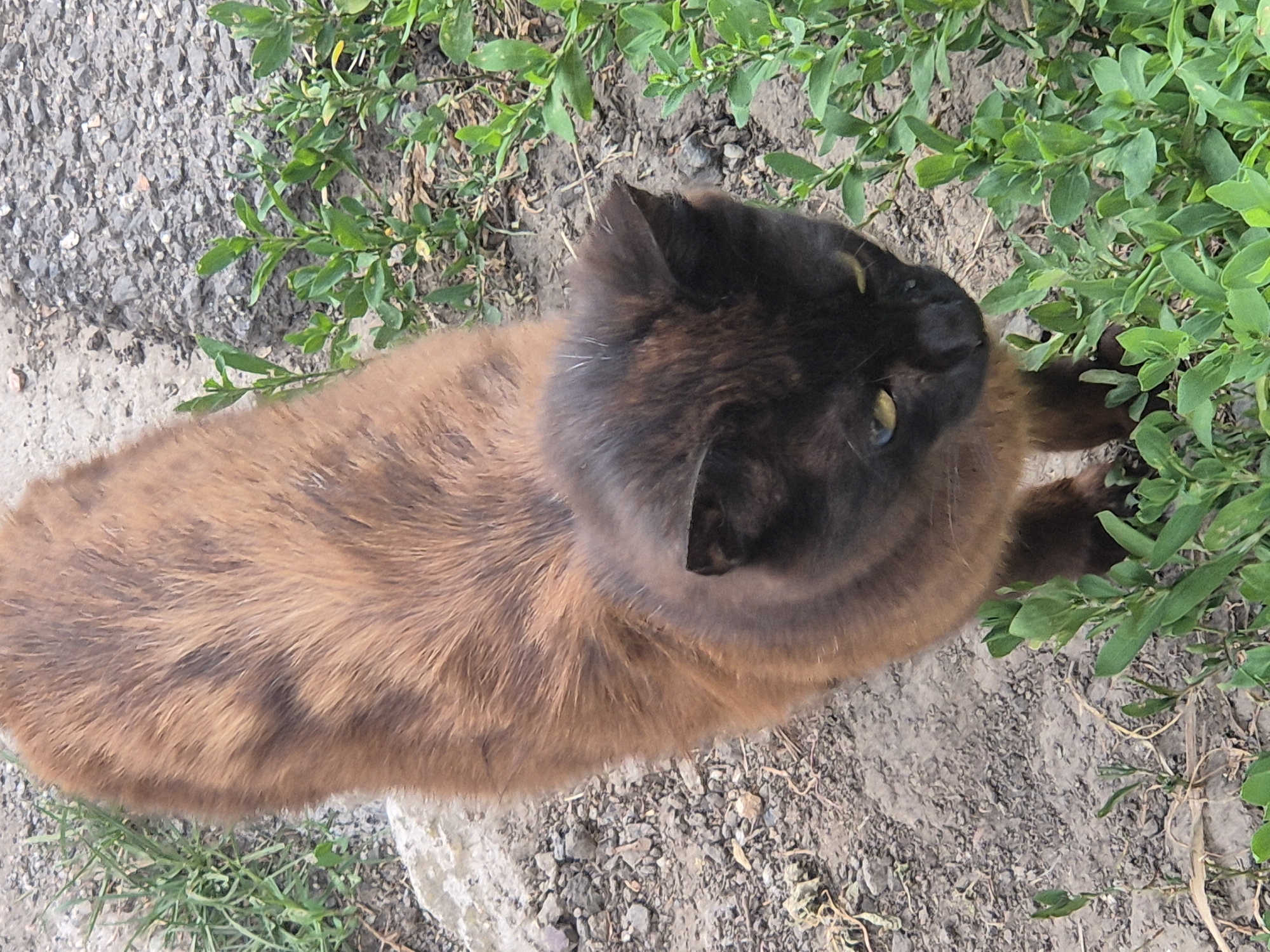 An adult domestic shorthair cat, appearing to be a mix of brown and black tabby, stands on loose soil and gravel mixed with sparse green vegetation. The cat is facing to the right and slightly downward, with its head angled towards the right side of the frame. Its fur exhibits a pattern of lighter brown and darker brown or black stripes, particularly visible on its back and head. The cat has green eyes and pointed ears. The surrounding environment suggests an outdoor, possibly rural or semi-urban setting, consistent with the village of Sozonivka, Ukraine, indicated by the context. The ground consists of dirt, small stones, and some dried leaves, with small clusters of green plants growing in patches. The lighting suggests daylight, with some shadows cast.