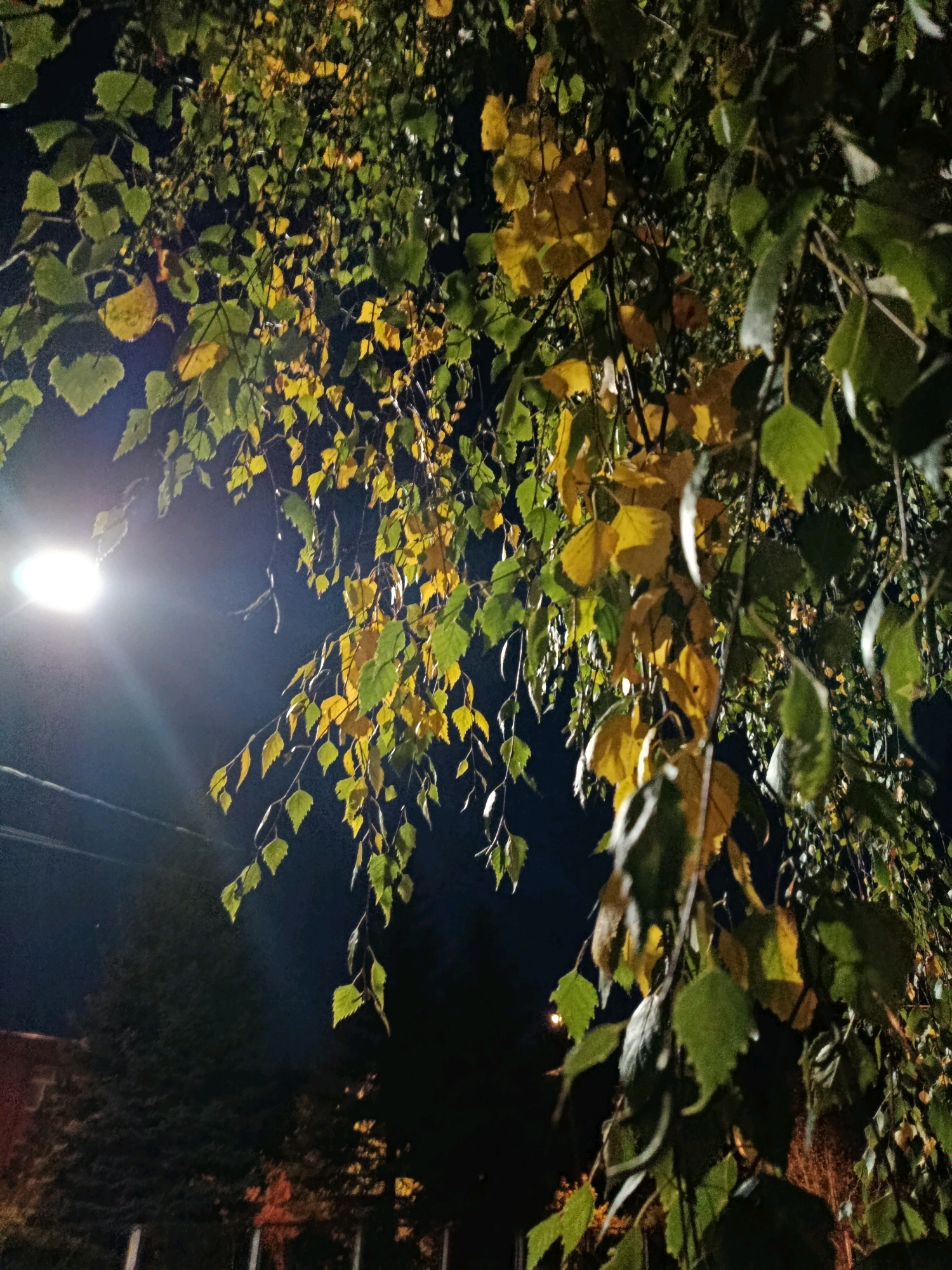 A nighttime, low-angle shot captures branches of a deciduous tree, likely a birch, against a dark sky. The leaves display a mix of green and yellow hues, indicating the autumn season. A bright, diffused light source, appearing to be a streetlamp, illuminates the scene from the left, casting a glow on the leaves and creating lens flare. In the background, dark shapes of other trees and structures are faintly visible, with a hint of orange light from what might be a building or distant lights on the left side. Power lines are visible stretching horizontally across the mid-left portion of the frame. The overall impression is an outdoor, urban or semi-urban environment in Верея, Russia, during the evening or night.