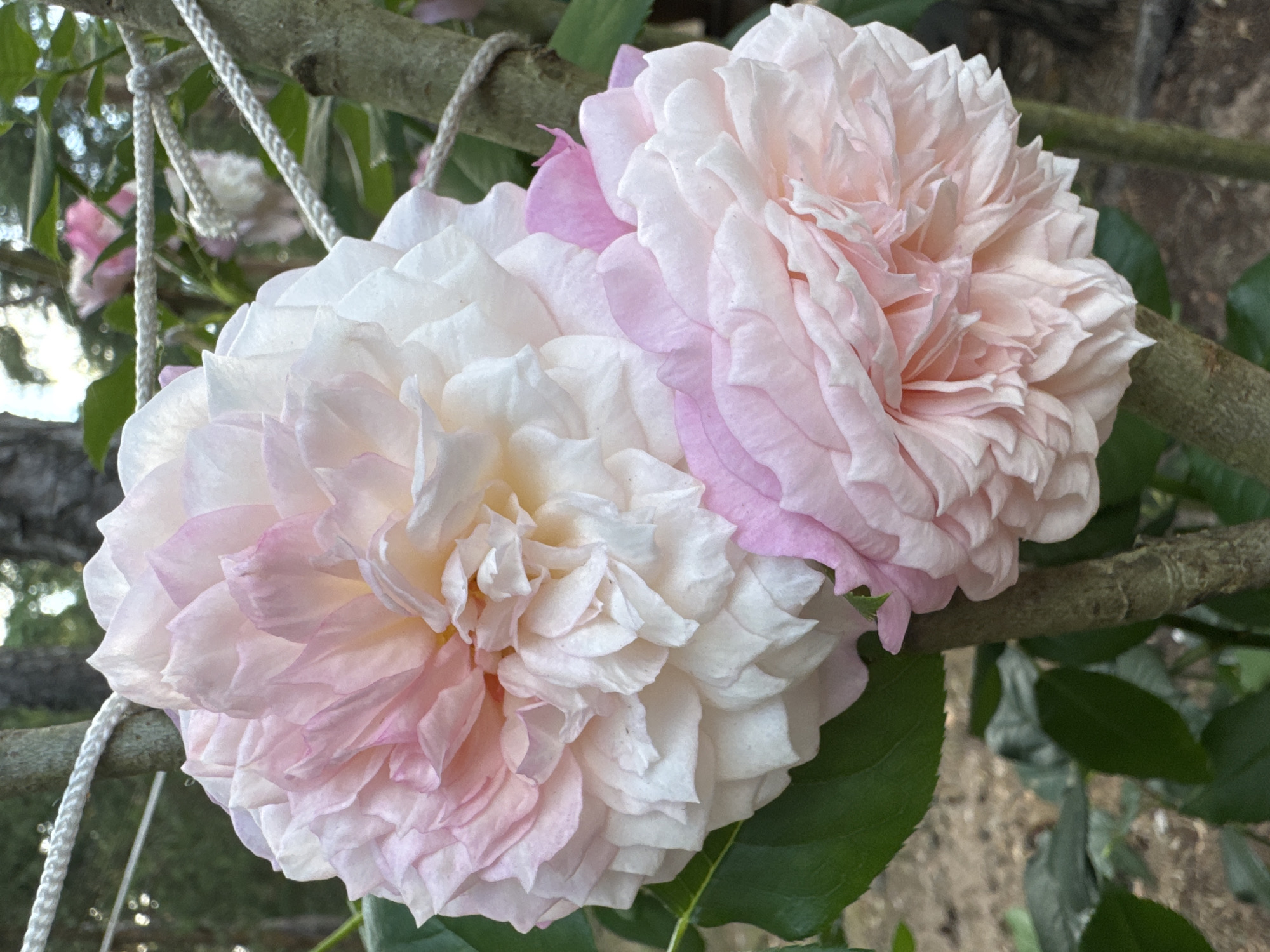 Two large, fully bloomed roses are the primary subjects of this photograph, positioned in the foreground. The rose on the top left is a delicate blend of white and pale pink, with its petals tightly layered and ruffled, creating a voluminous appearance. The rose on the bottom right is predominantly a soft pink, also exhibiting a dense arrangement of textured petals. Both roses appear to be attached to a woody stem or branch, which is visible in the lower right quadrant of the image. A white rope is tied around the stem or a nearby branch, with a portion of it diagonally traversing the upper left corner of the frame. The background is a blur of greenery, suggesting a garden or natural outdoor setting. The lighting indicates it is daytime, with soft illumination that highlights the soft textures of the rose petals. The ground below the roses is a mottled brown, likely soil or mulch. The scene is devoid of any human presence or activity. The location is not specified in the image; therefore, its placement in Zelenaya Roshcha, Russia, cannot be determined from the visual information provided.