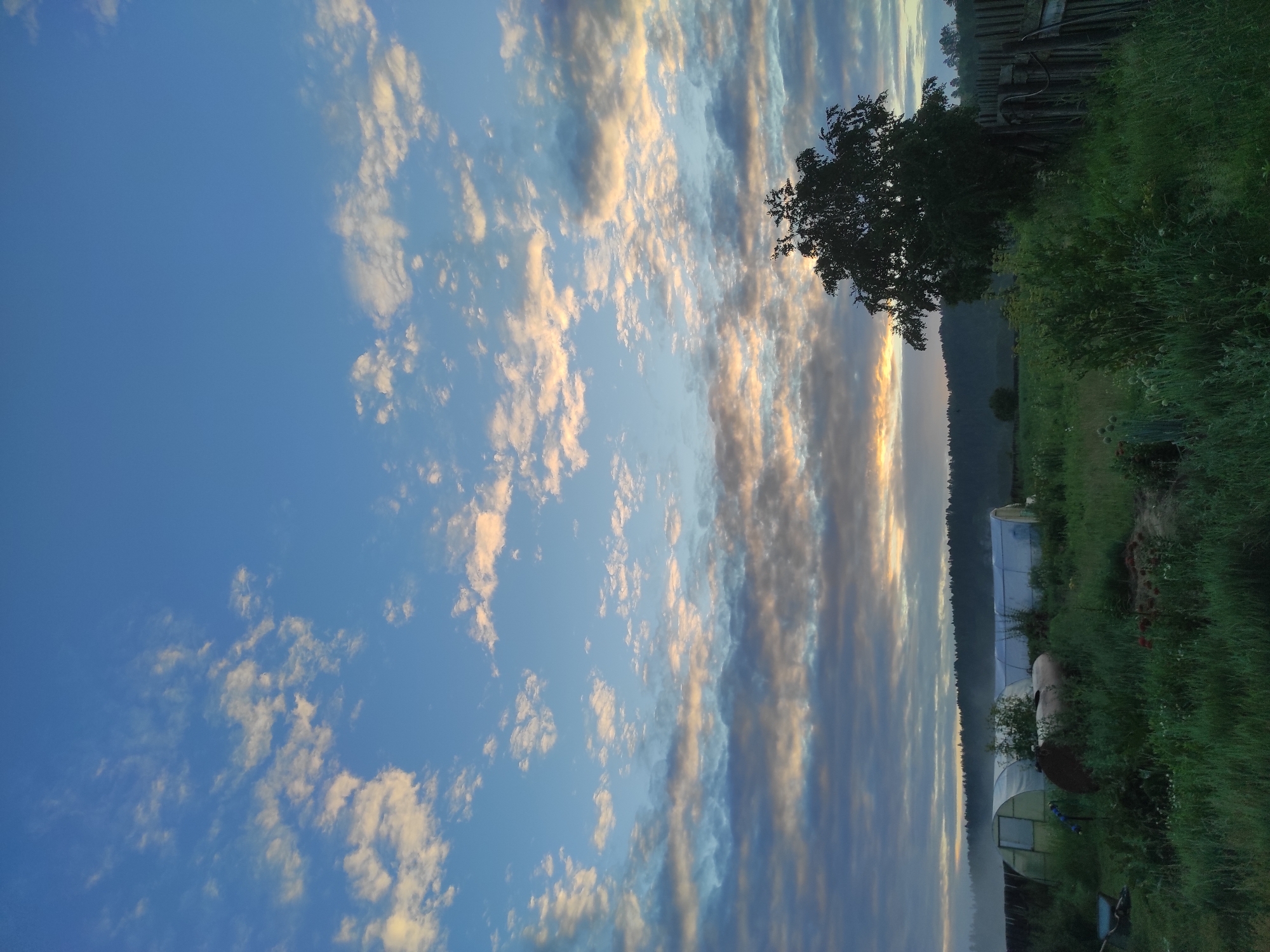 The image depicts an outdoor scene under a cloudy sky. The sky is a vibrant blue, with scattered white and light pink clouds, suggesting either sunrise or sunset. In the middle ground, there are several structures covered with translucent material, likely greenhouses or shelters. A large tree with dark green foliage stands on the right side of the frame, silhouetted against the sky. A wooden fence runs along the right edge of the image. The foreground is covered with lush green grass and various plants. There are no people or animals visible in the scene. The overall impression is a rural or semi-rural landscape. This scene is consistent with the natural environment found in the vicinity of Haita, Russia, a location characterized by its natural landscapes and agricultural activities.