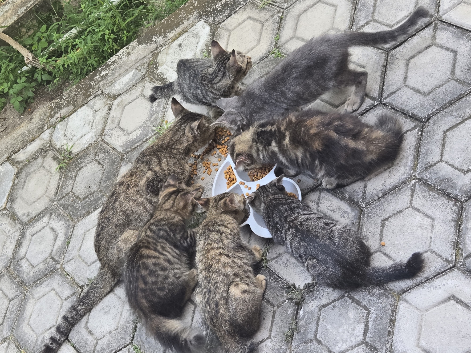 In the city of Sungailiat, Indonesia, on a paved patio with hexagonal tiles, a group of seven cats, including one adult and six kittens, are gathered around a white, compartmentalized food bowl filled with kibble. The adult cat, a tabby, is positioned at the top of the bowl. The kittens, varying in shades of grey, brown, and tortoiseshell, are clustered around the other sections of the bowl, all actively eating. The scene suggests a feeding moment for a stray or community cat group. The surrounding environment features cracked concrete and overgrown green vegetation.