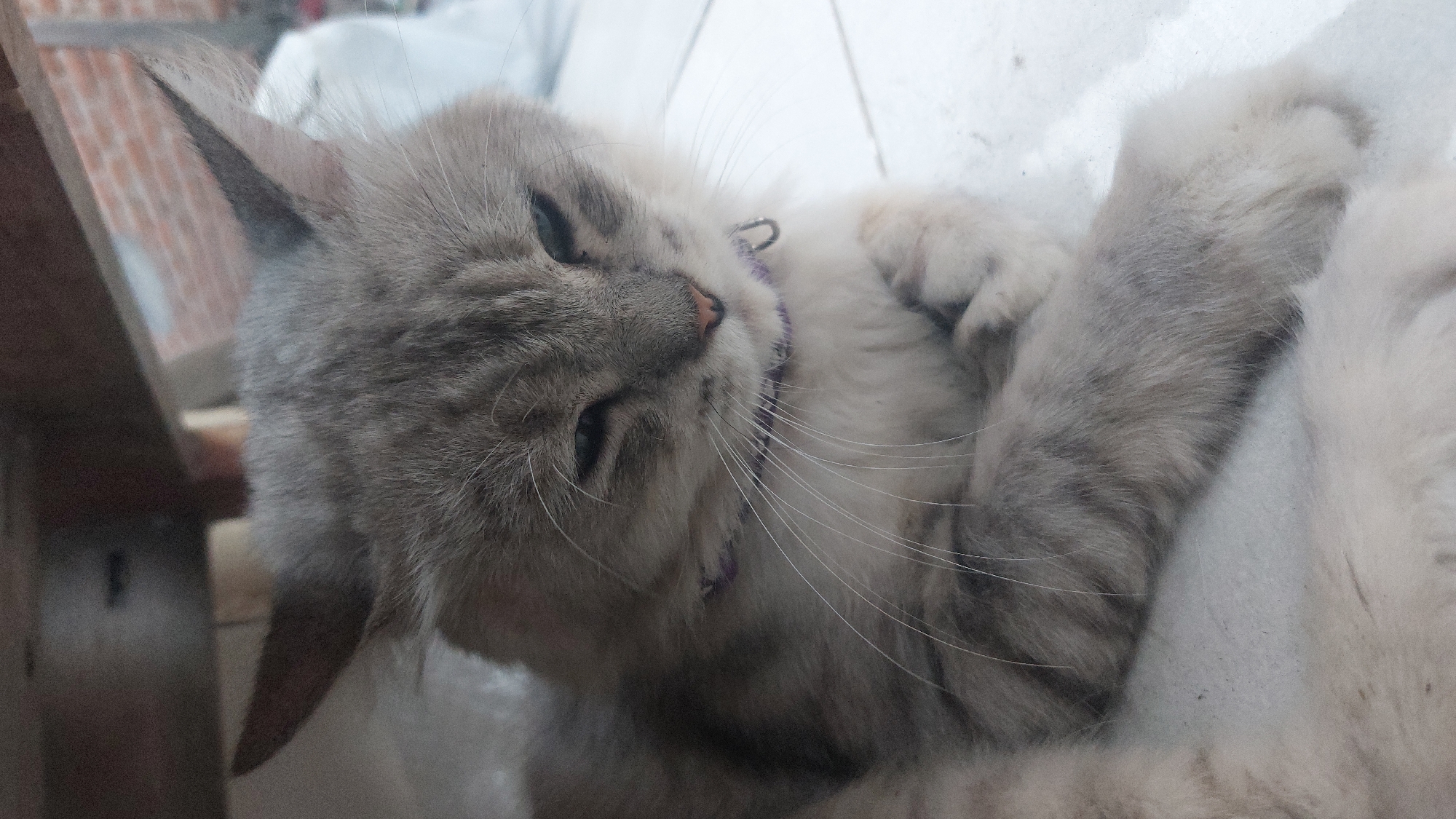 A medium shot captures a long-haired gray cat with a purple collar lying on a white tiled surface, possibly a floor, under a wooden structure. The cat is positioned with its head slightly tilted down and its eyes partially closed, suggesting it is relaxed or sleepy. Its paws are crossed in front of its chest, and its whiskers are prominent. The background includes a brick wall and some white objects, partially obscured by the cat and the wooden structure above. The lighting appears to be natural, possibly from an outdoor source, casting subtle shadows. The scene is still and quiet, focusing on the domestic setting of the cat. The image lacks specific urban indicators that would pinpoint it to Jatirogo, Indonesia; it depicts a common household pet in a relaxed pose.
