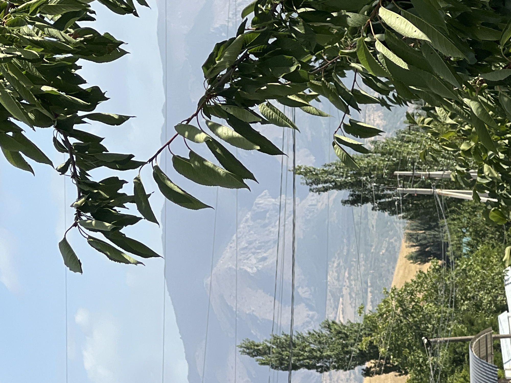 The image depicts a view of a mountainous landscape with a clear, pale blue sky. In the foreground, a branch of a cherry tree with green leaves partially obscures the view. Several power lines are visible, strung between poles. In the mid-ground, there are tall, slender evergreen trees and other foliage. The background consists of layered, hazy mountains, indicating a significant distance. The environment appears dry and arid, with sparse vegetation on the lower slopes of the mountains. The scene suggests an outdoor setting, likely in a rural or semi-rural area. There are no people or animals visible in the image. The specific location in the city of Yusuphana, Uzbekistan, cannot be determined from the visual information provided, as the image does not contain any landmarks or context specific to that city.